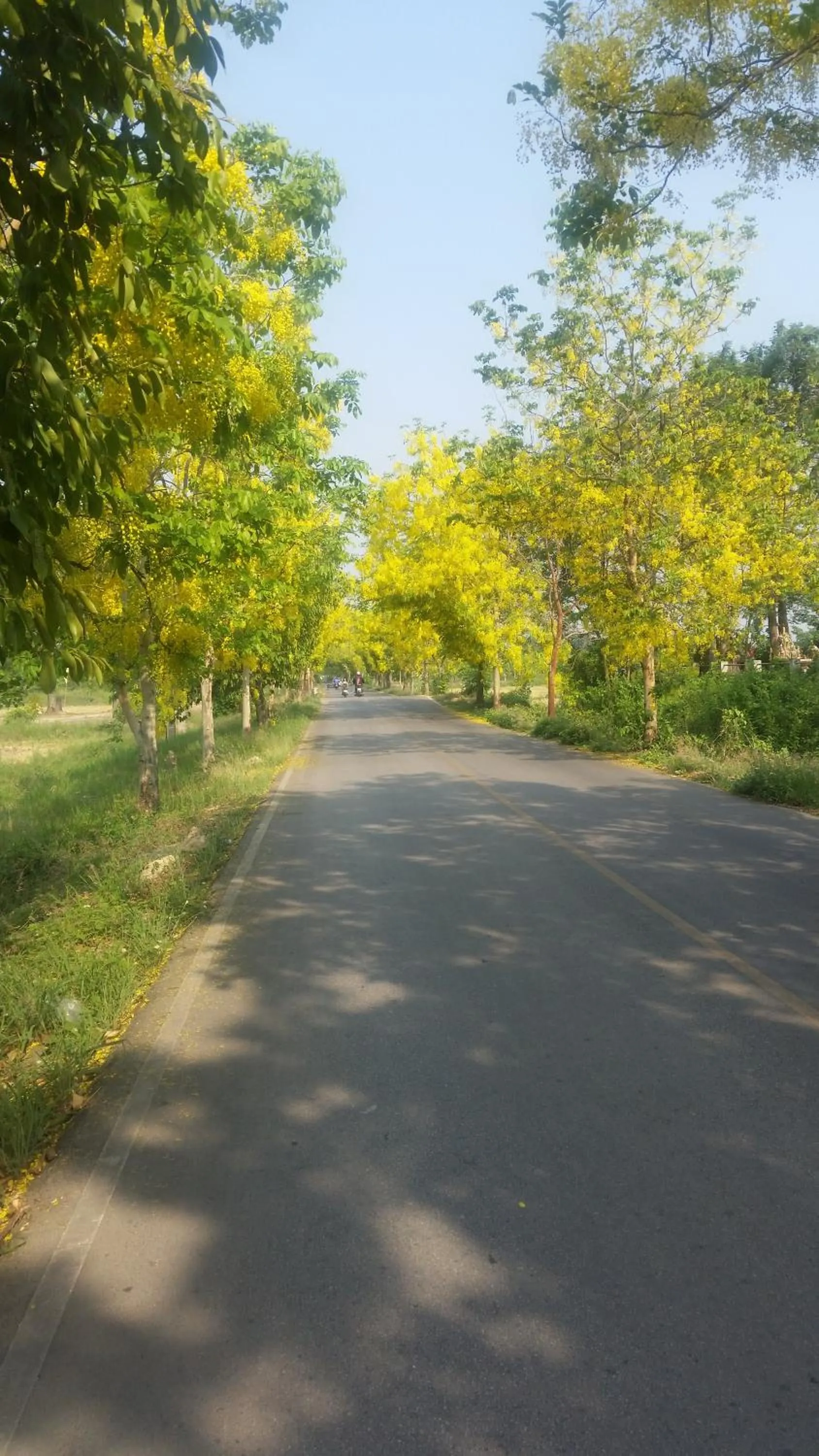 Neighbourhood in Longan Tree