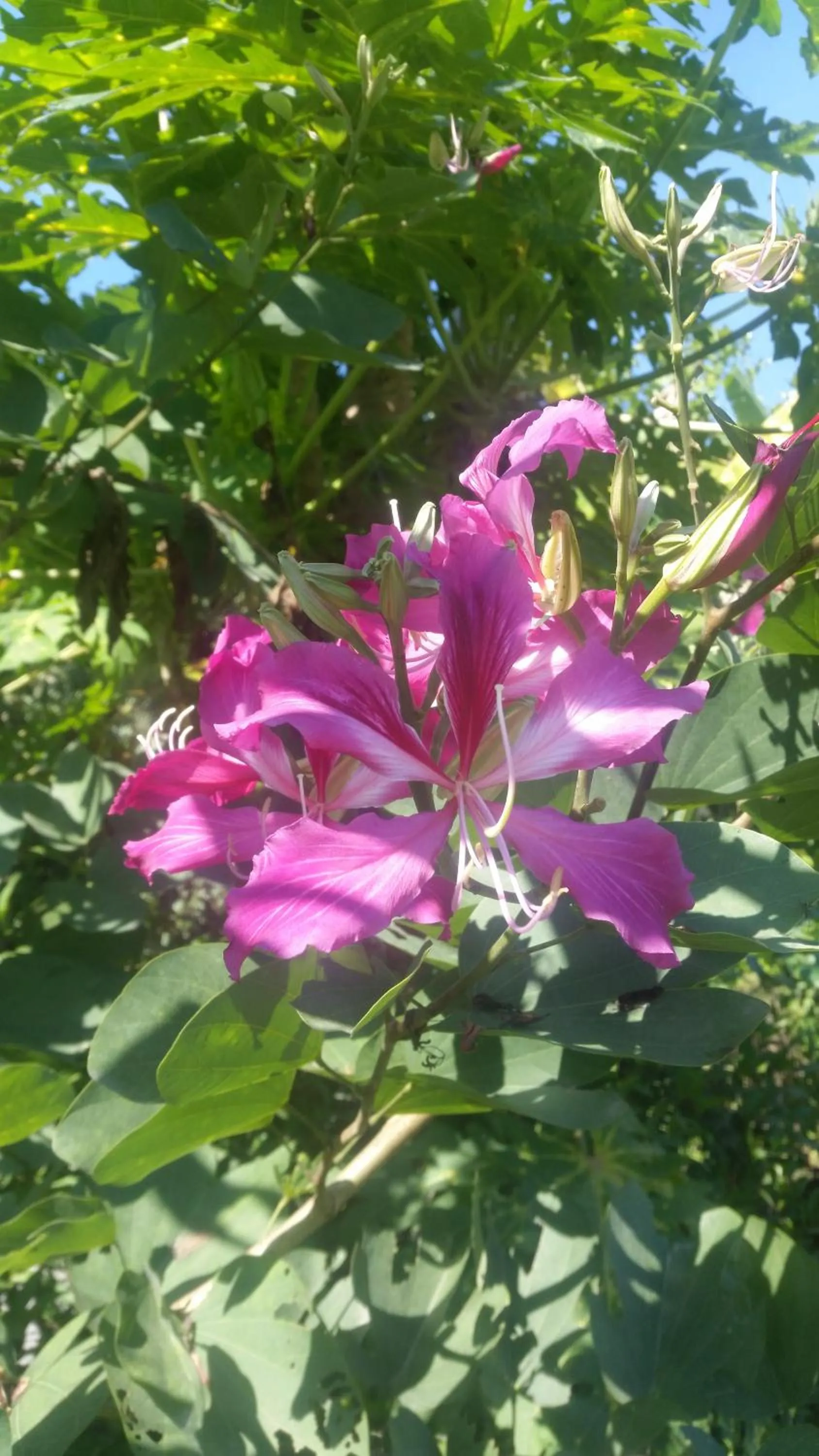 Garden in Longan Tree