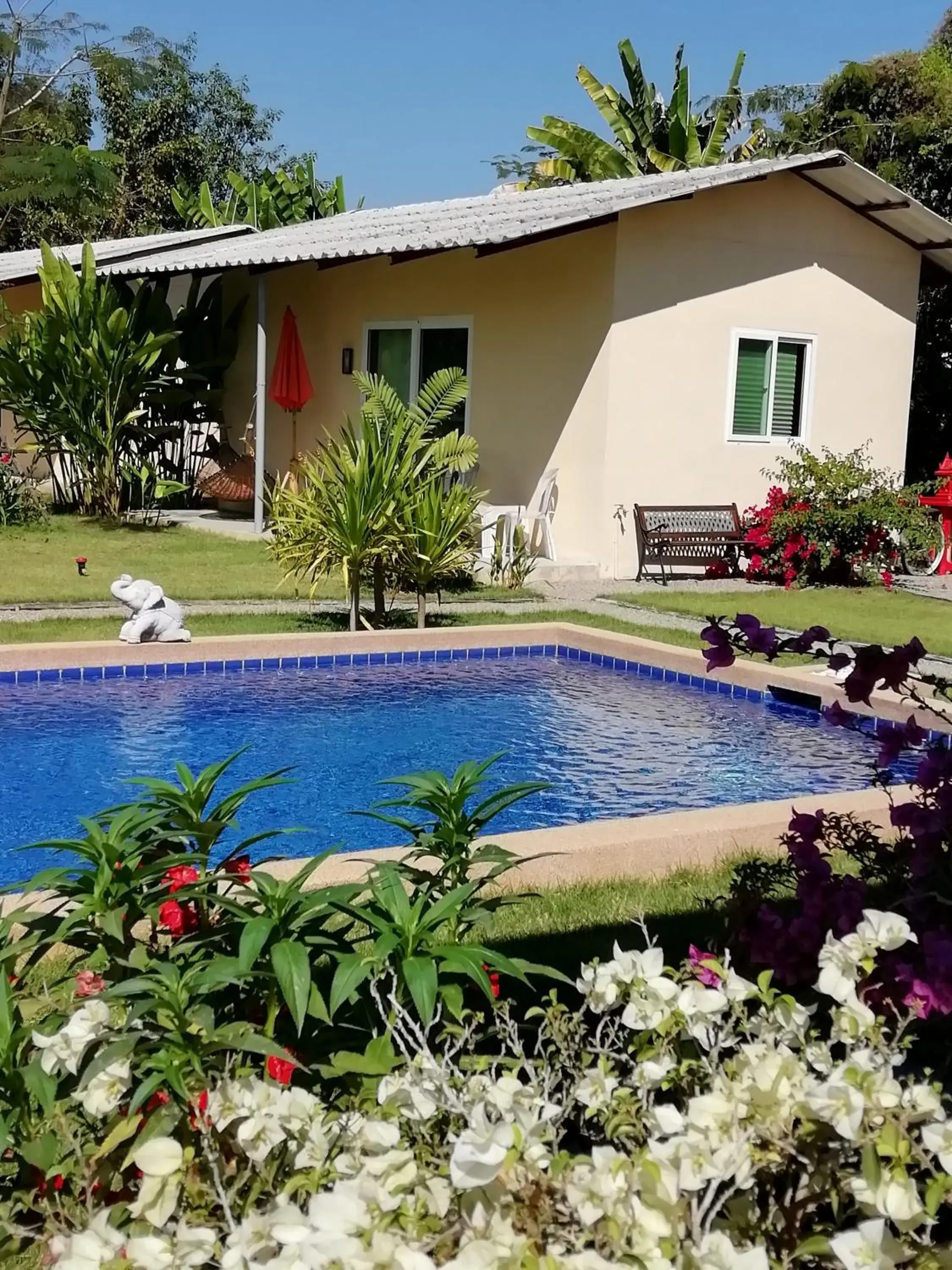 Longan Tree Longan Tree