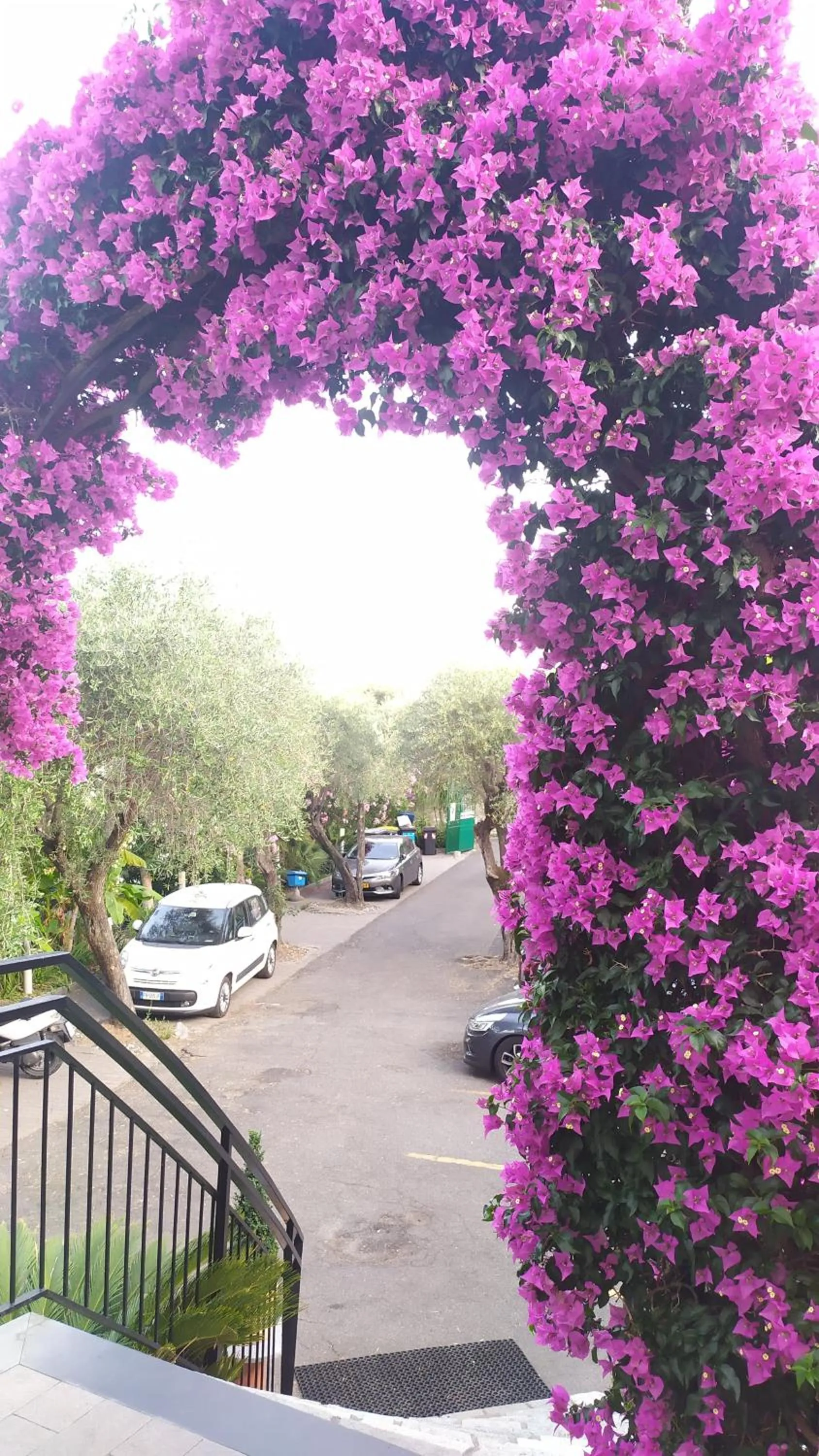 Garden view in Hotel Bellavista