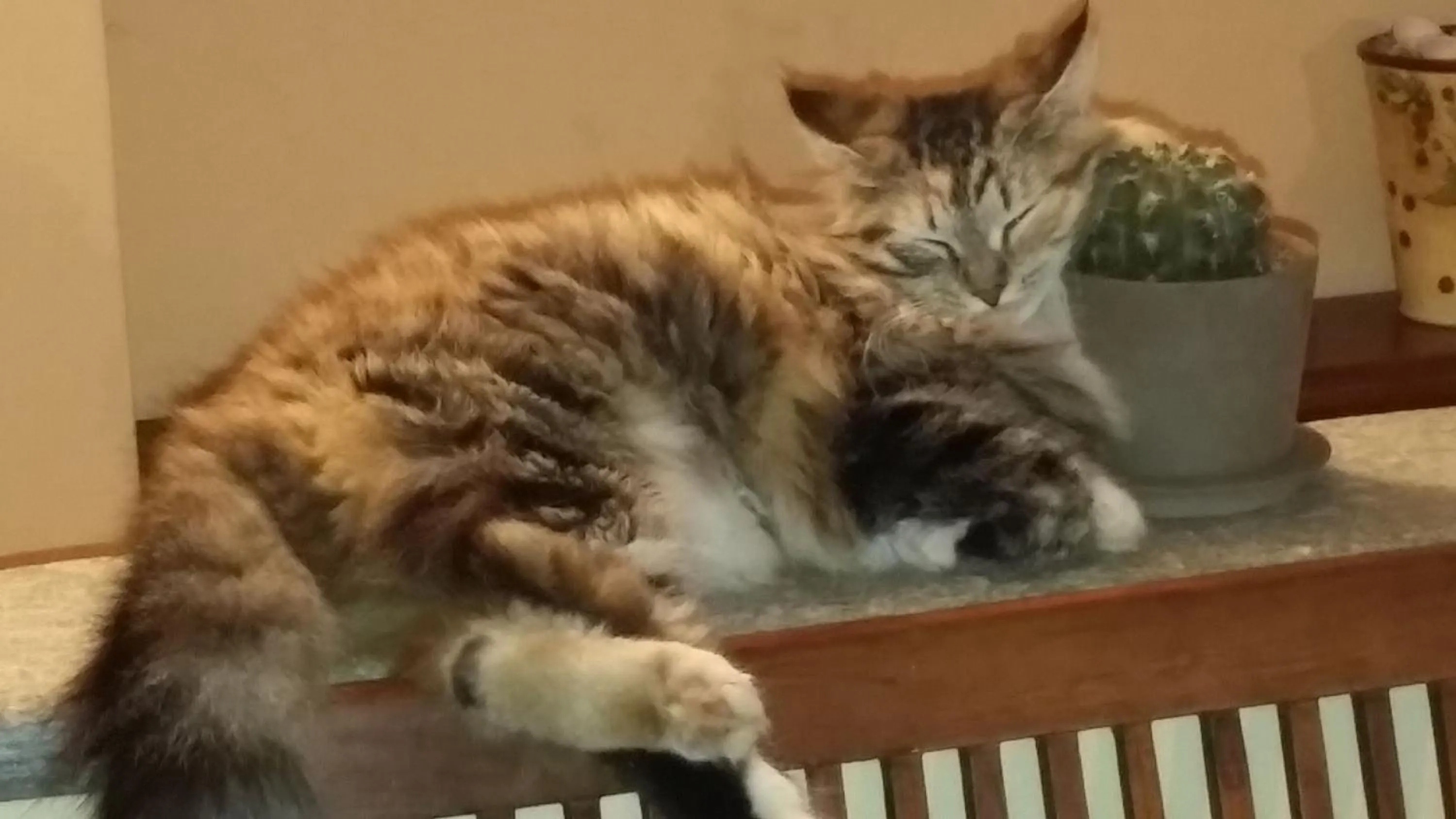 Pets in Il Germano Reale