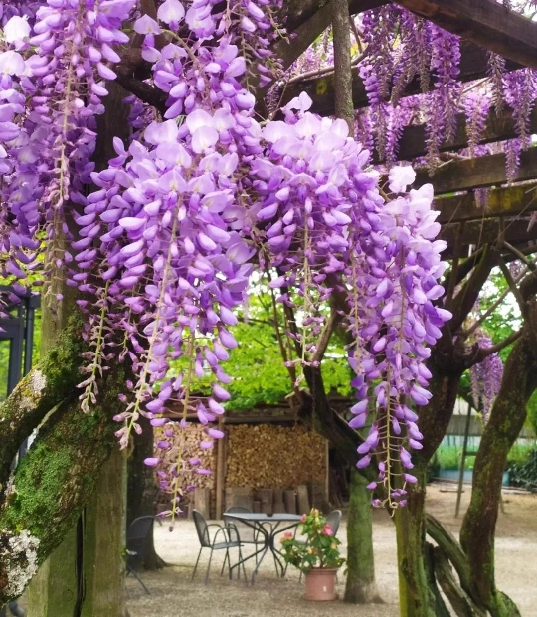Garden in Il Germano Reale