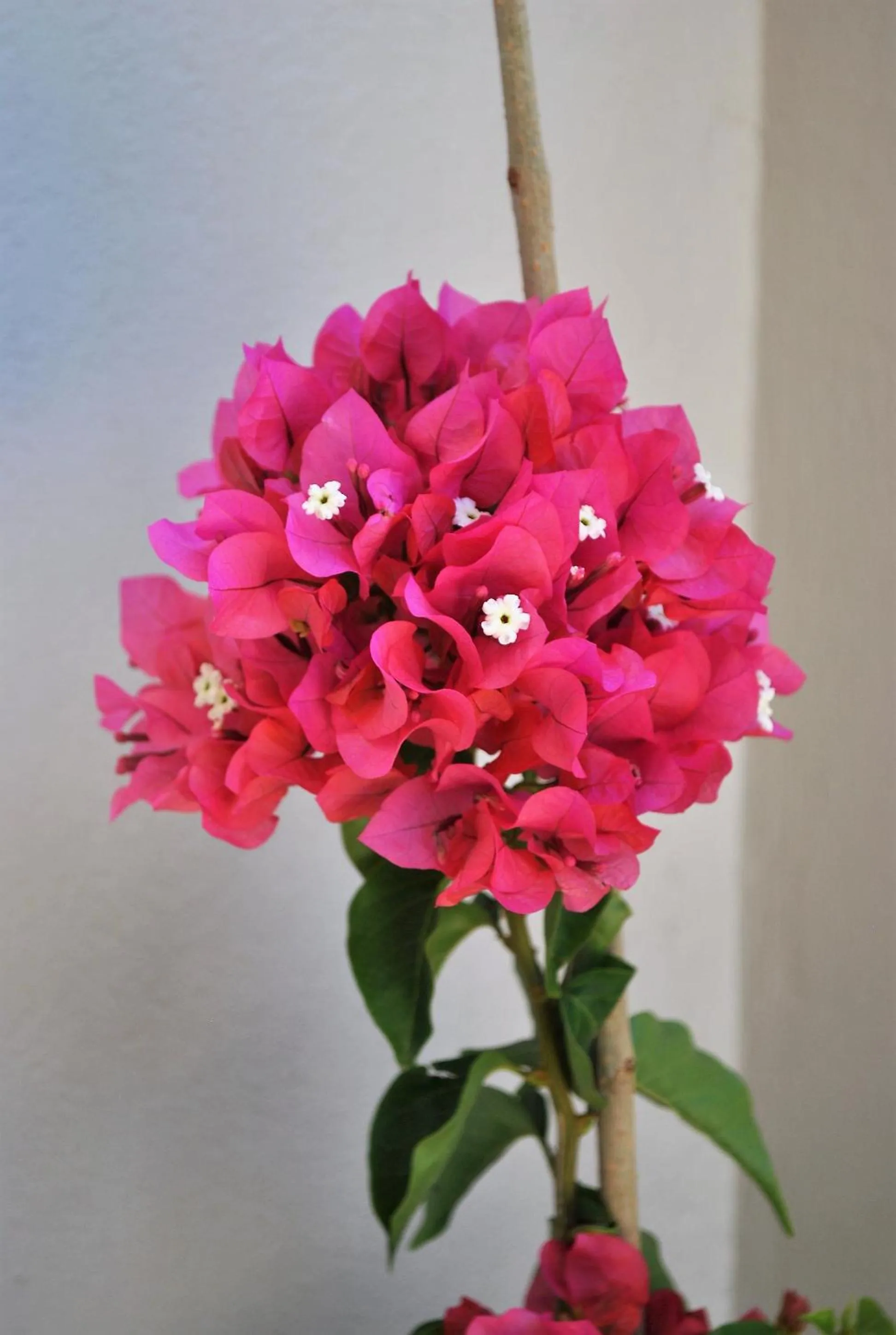 Facade/entrance in Angelina's Home