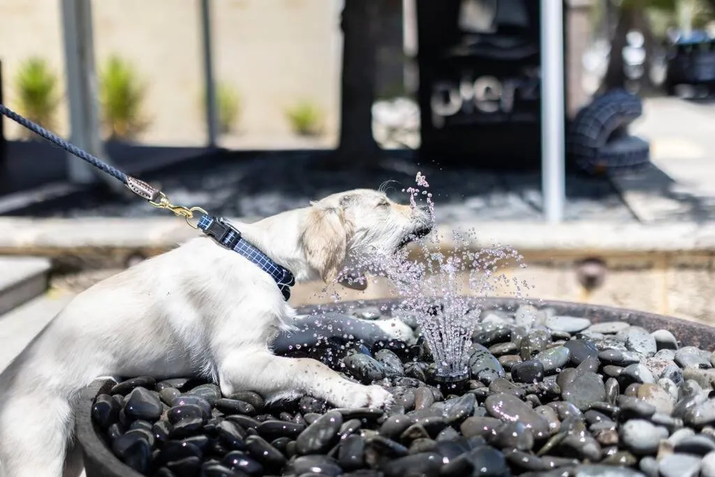 Pets in Pier 21 Riverside Apartment Hotel