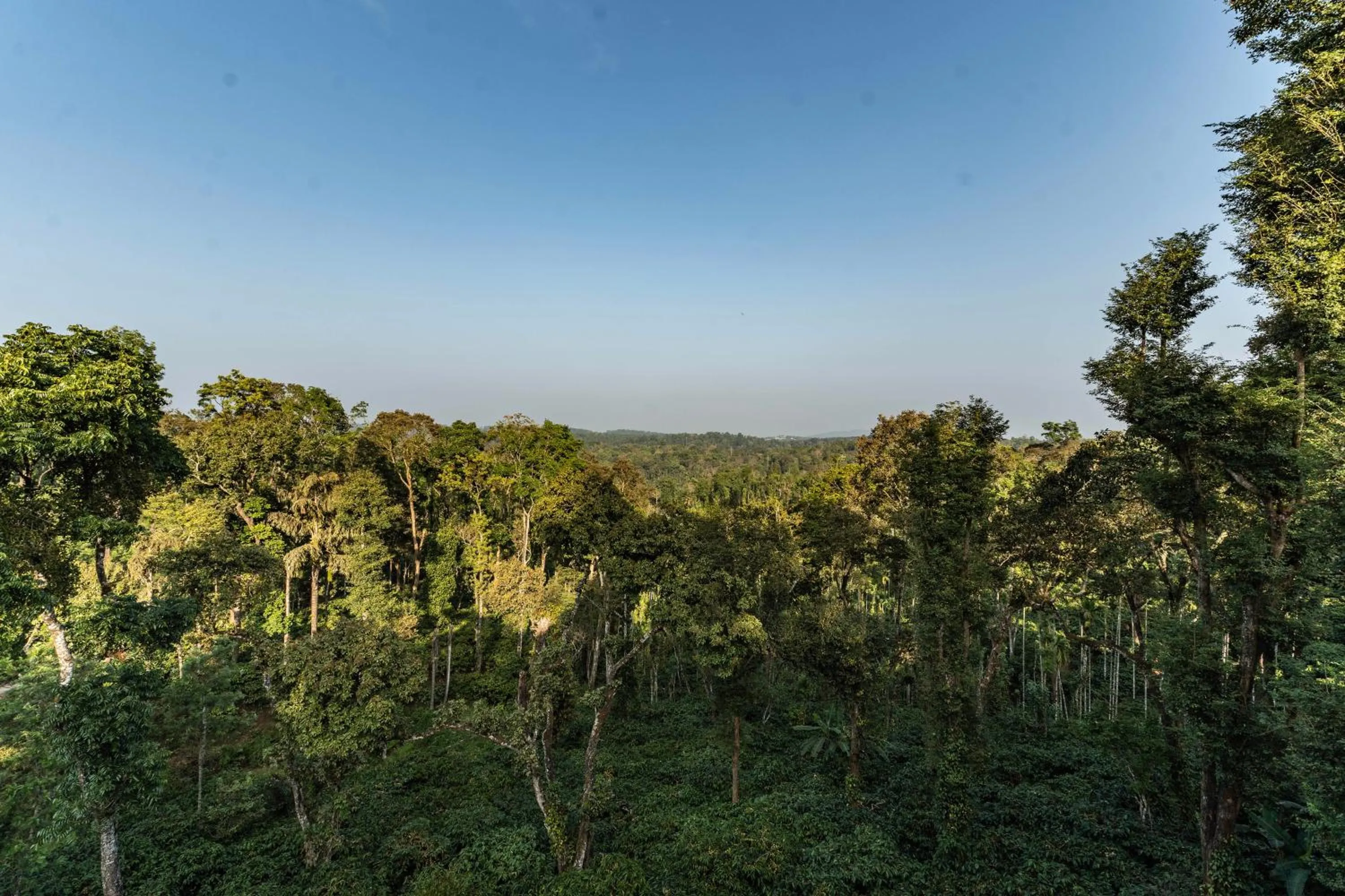 View (from property/room) in Itsy Hotels Jammabane Cottage, 5 Minutes To Mountain View Coffee Plantation