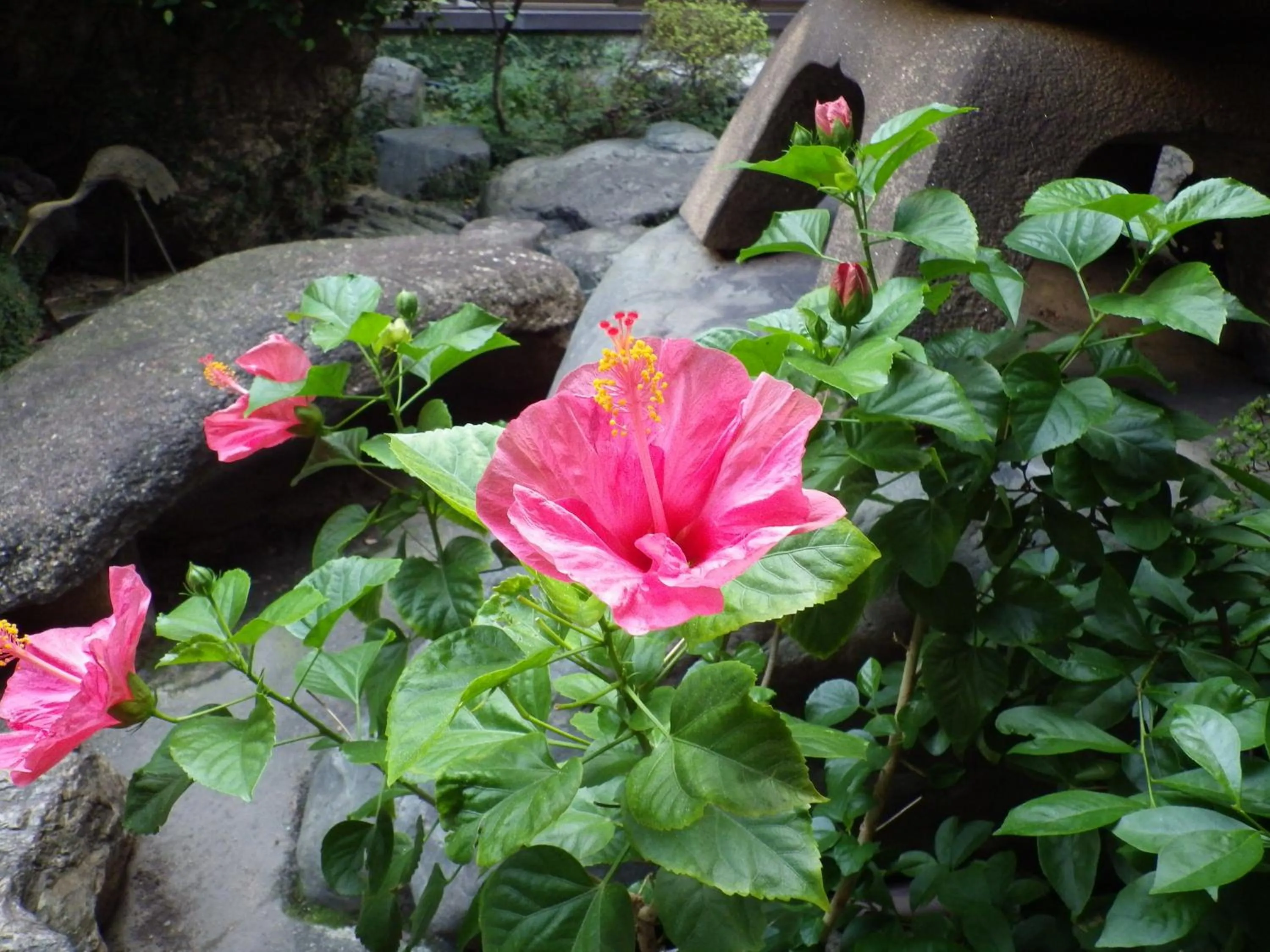 Garden in Uokagi Ryokan