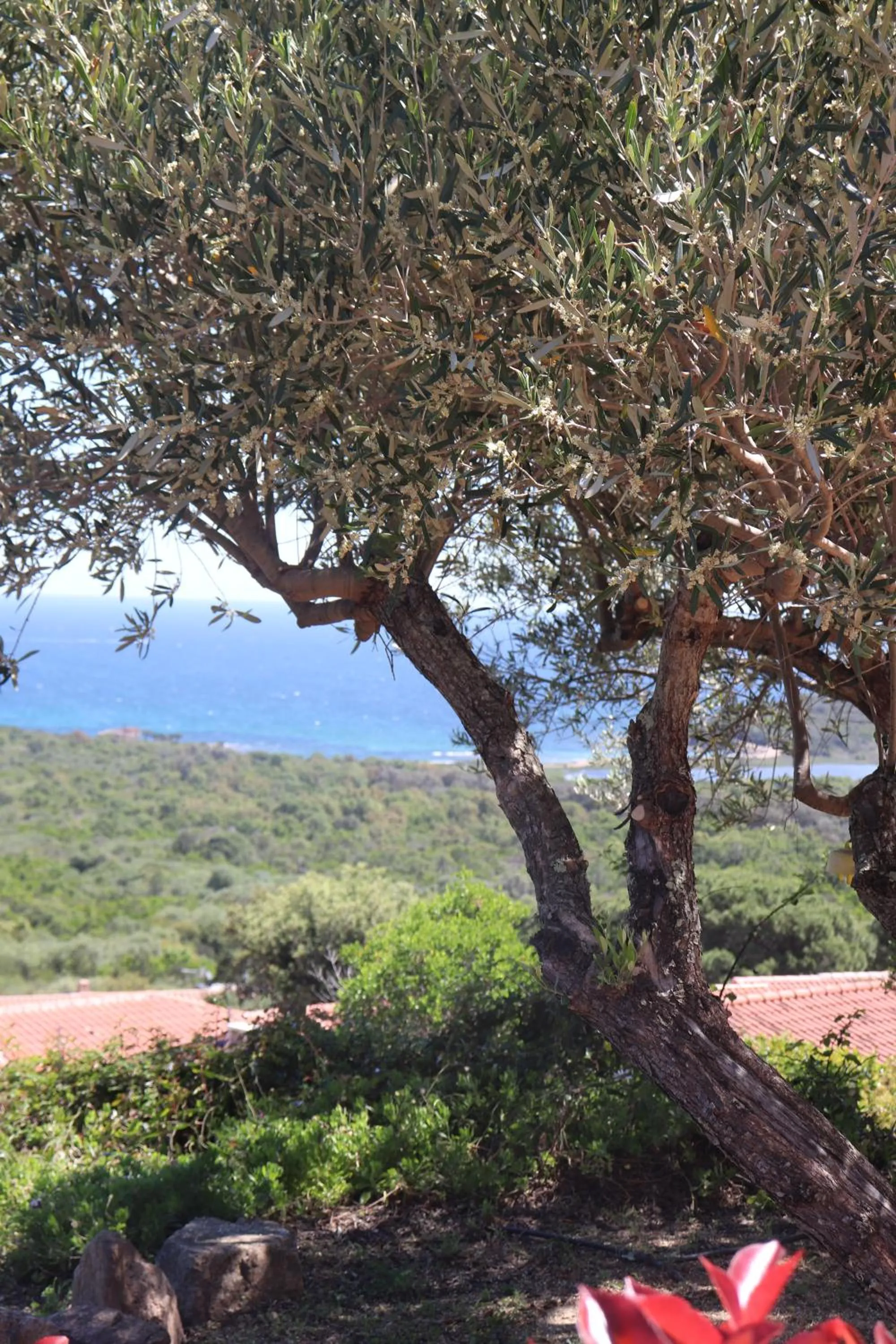 Résidence U Pirellu