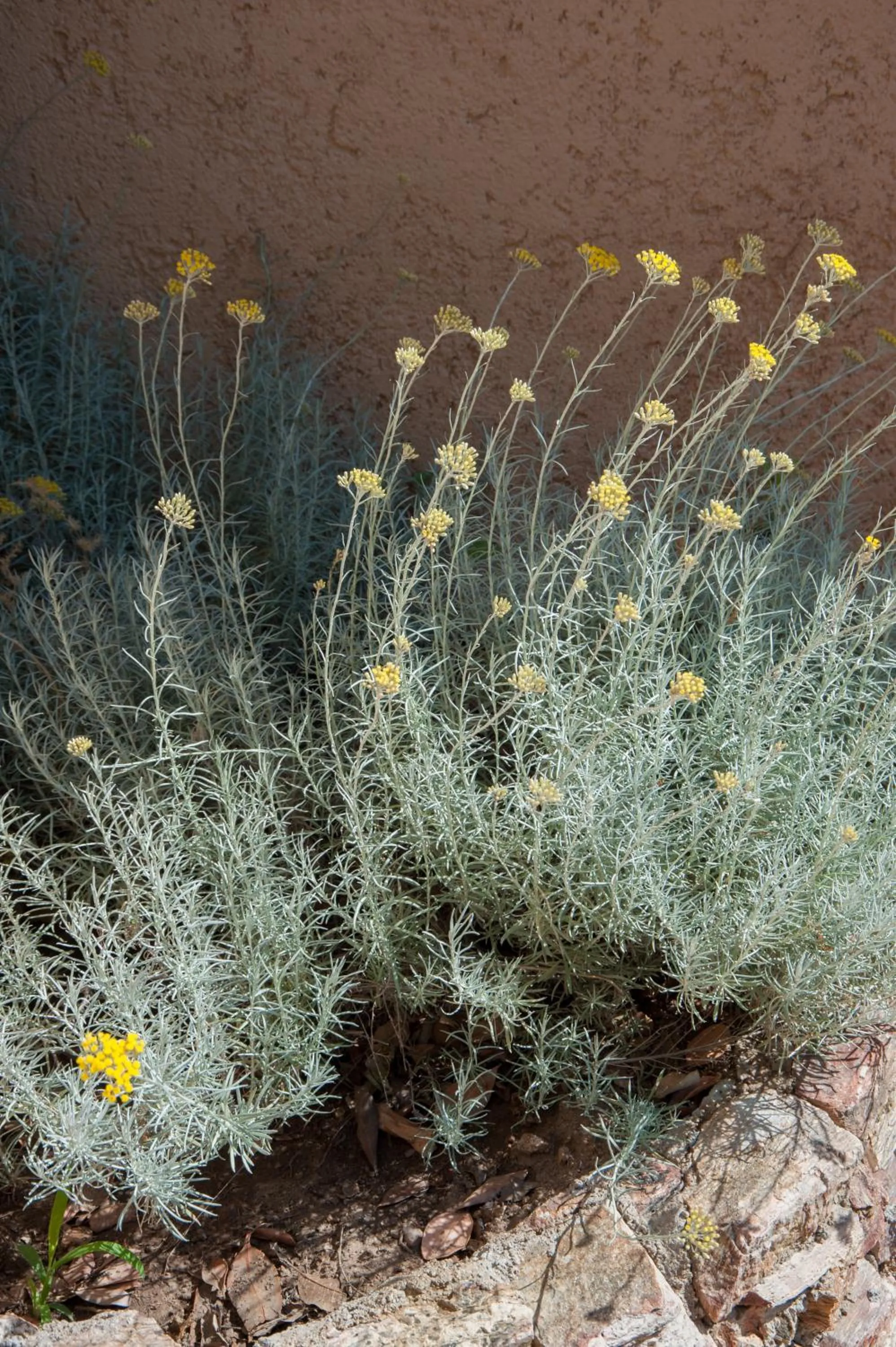 Garden in Résidence U Pirellu