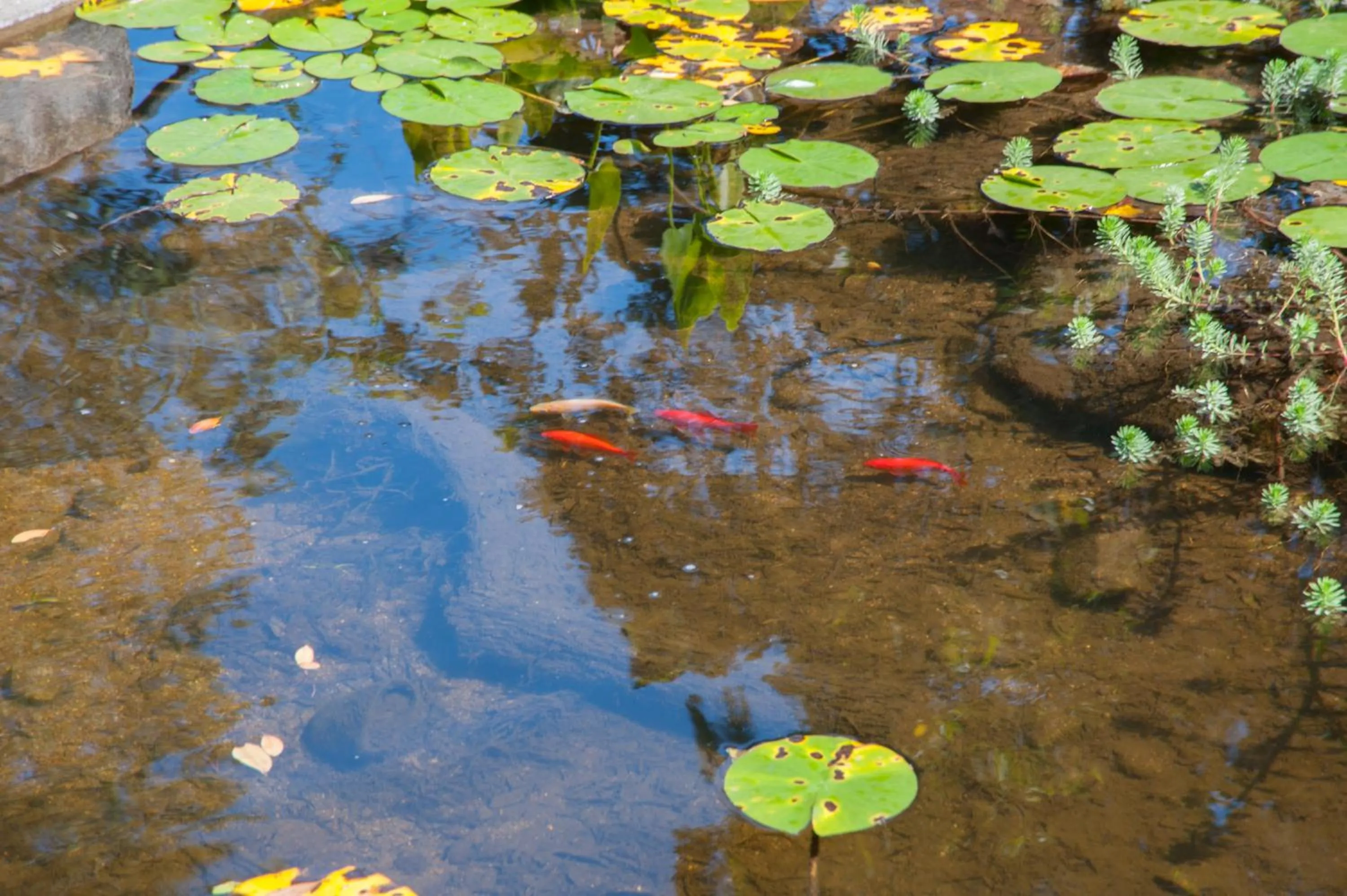 Garden in Résidence U Pirellu