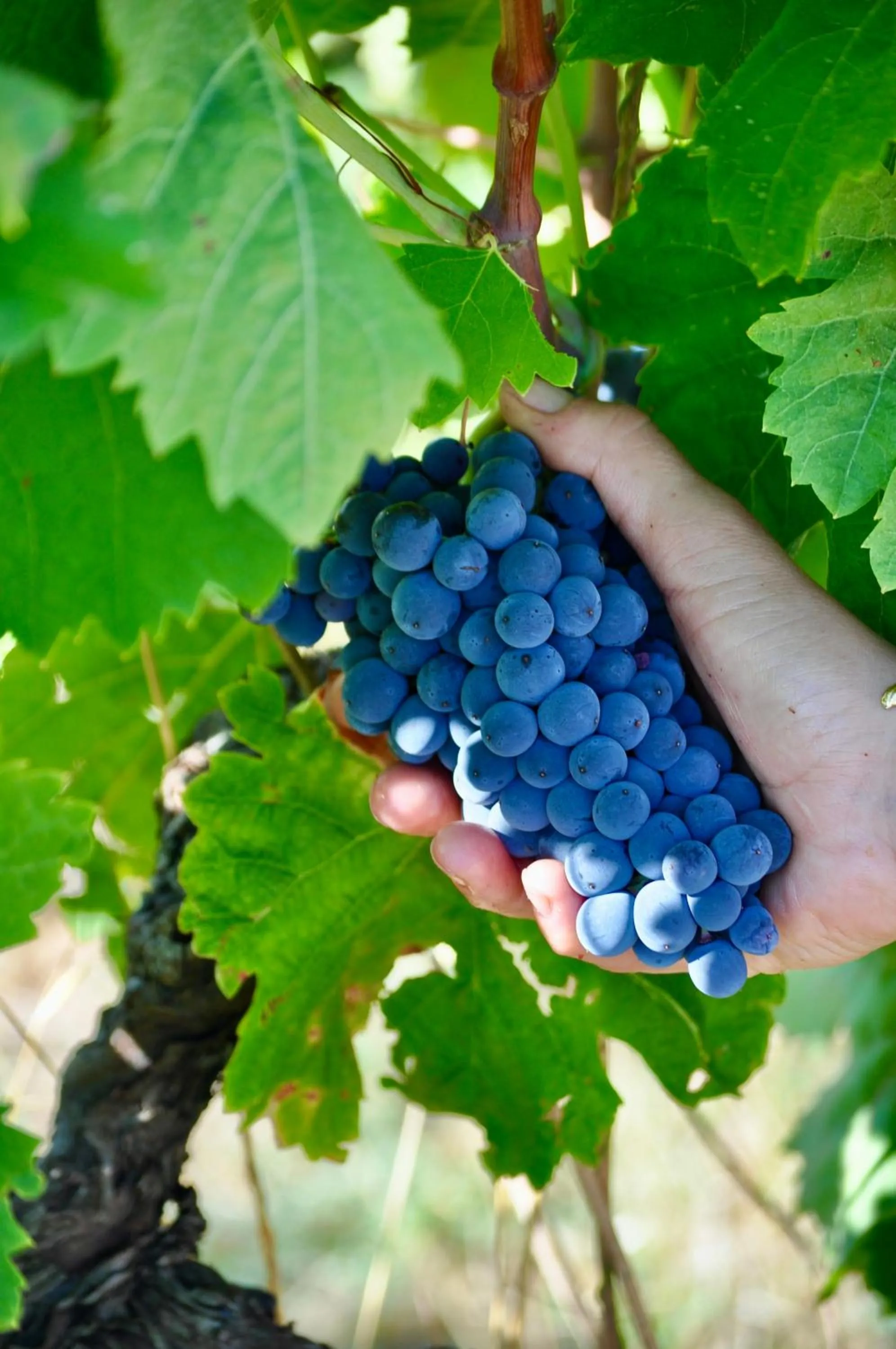 Natural landscape in Domaine De Blancardy