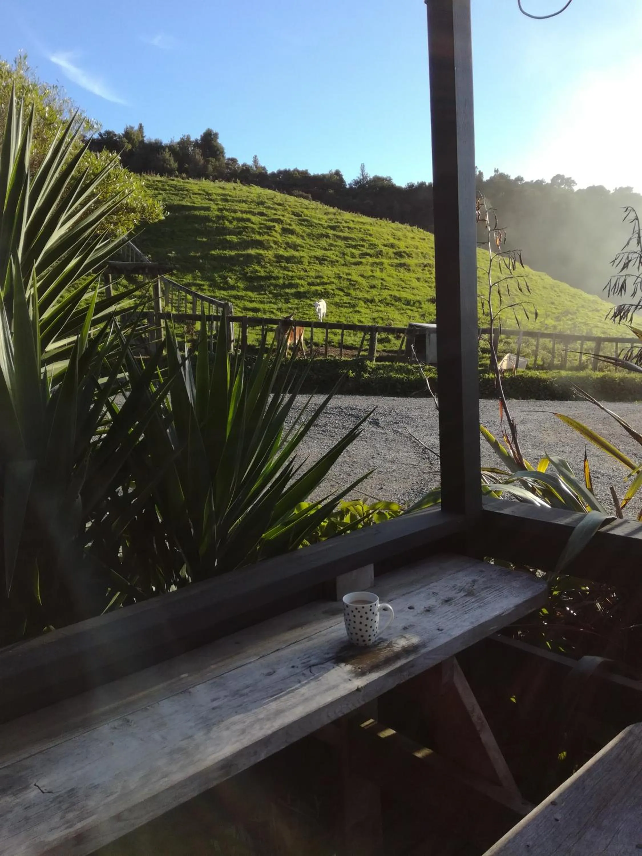 Garden in JunoHall Backpackers