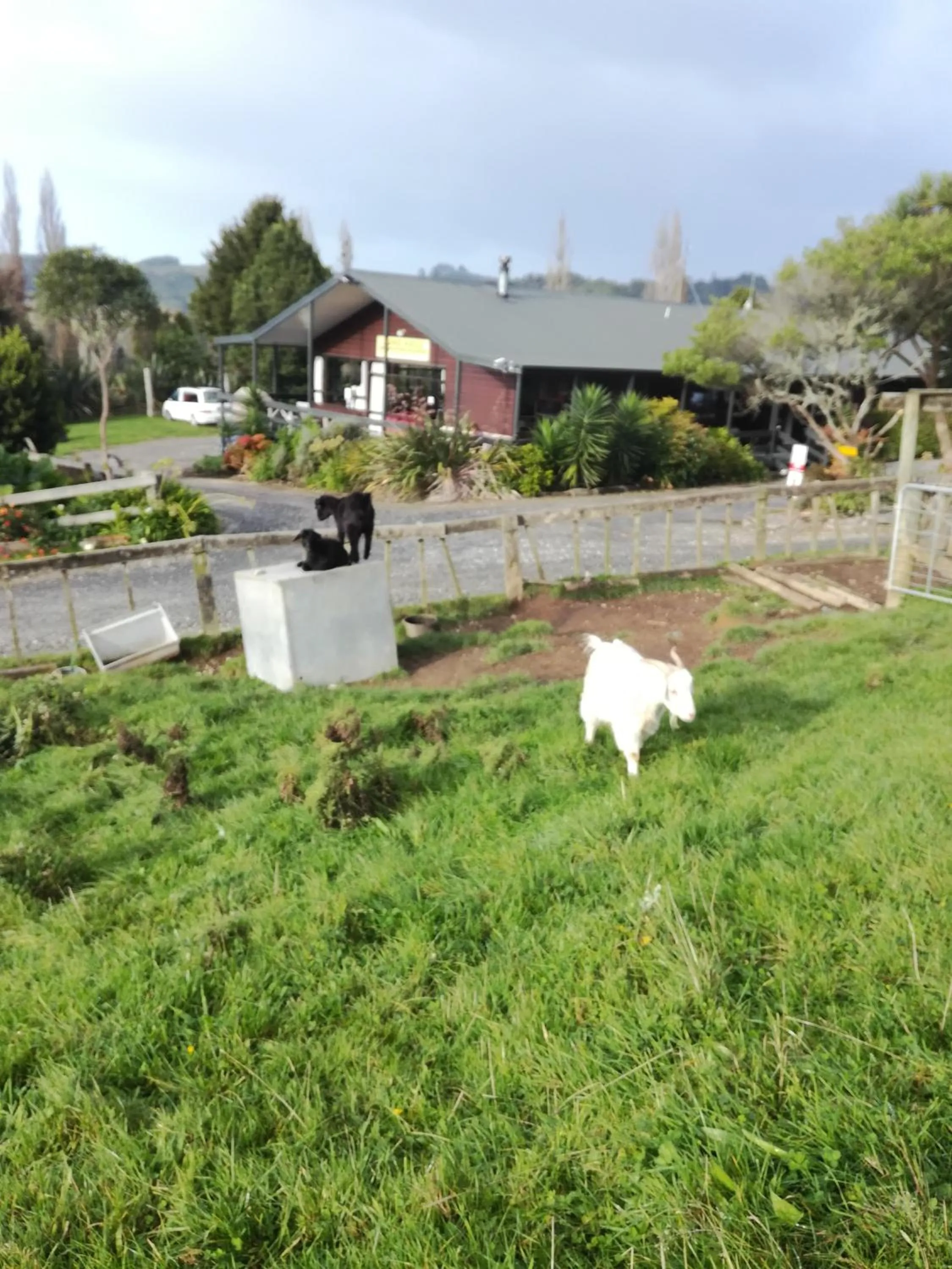 Pets in JunoHall Backpackers