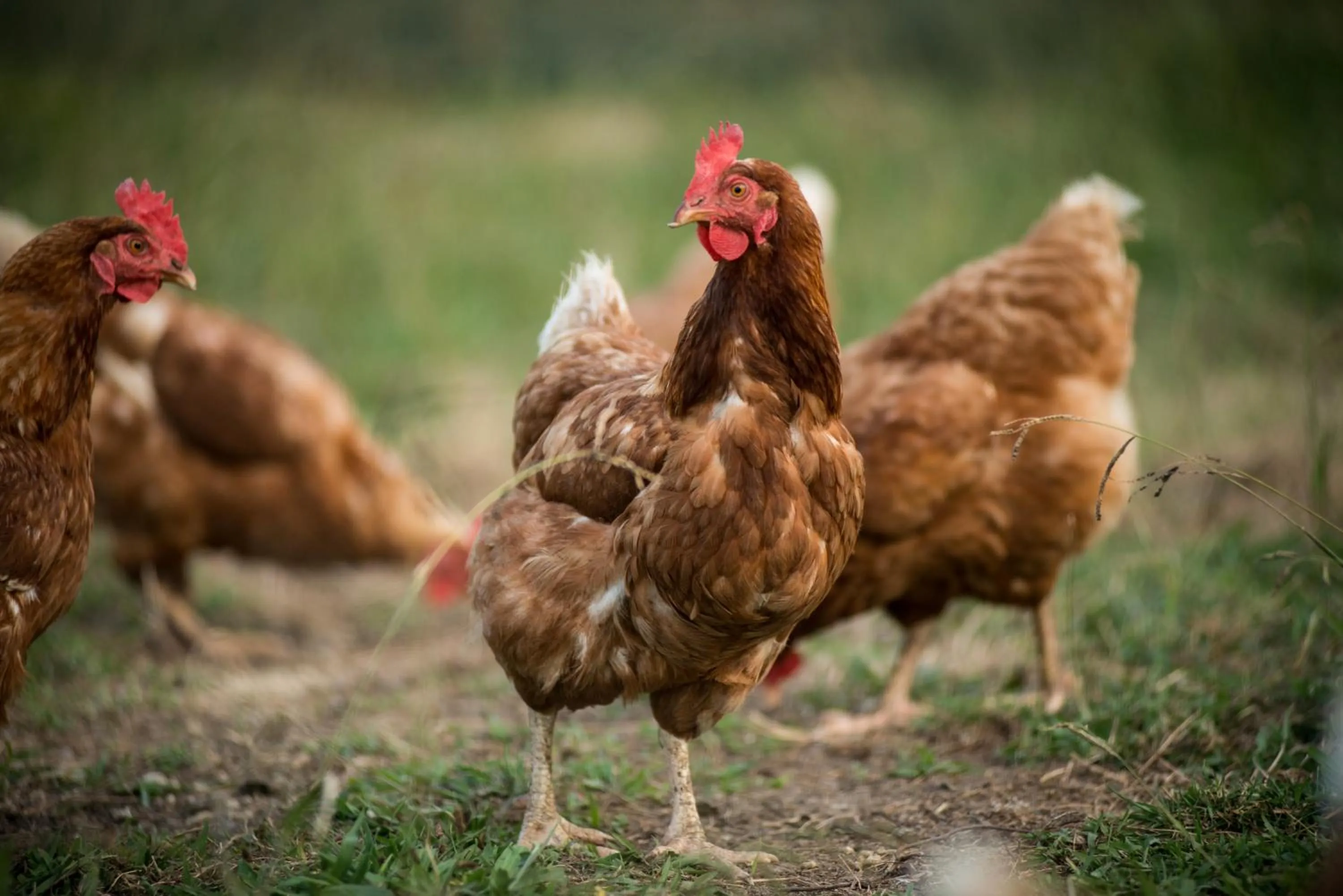 Animals in Mangapapa Hotel