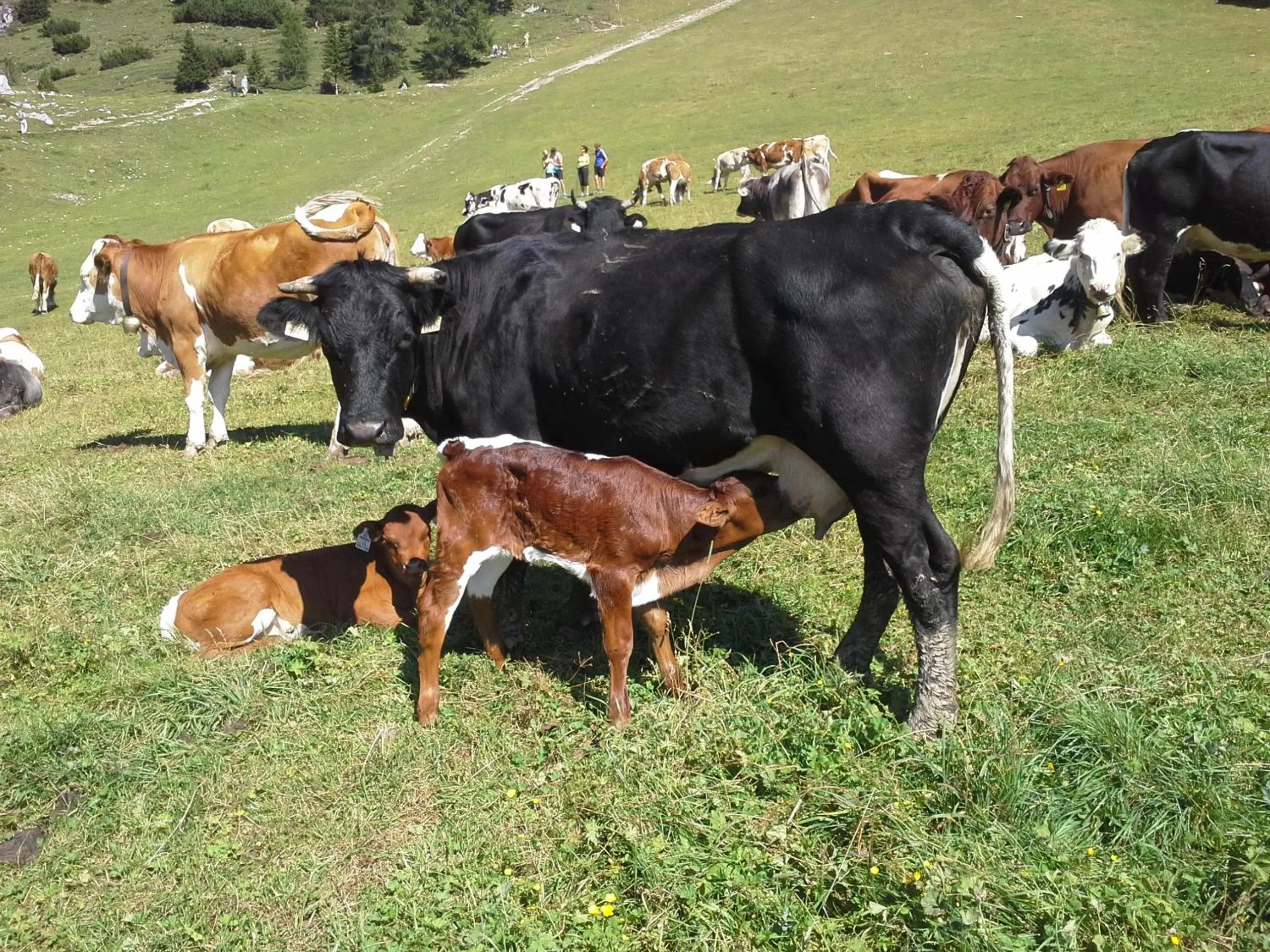 Animals in Stangleggerhof