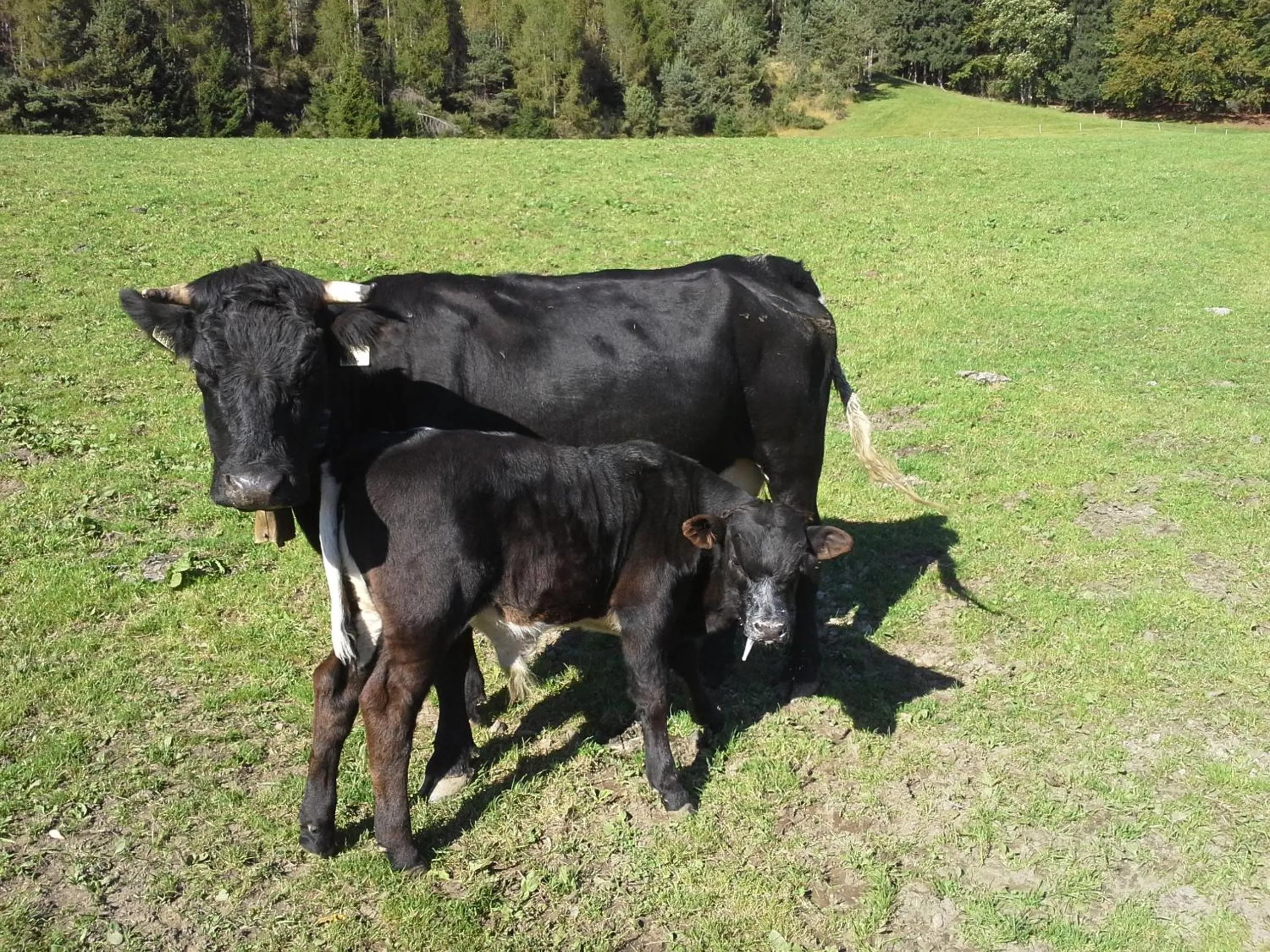 Day in Stangleggerhof