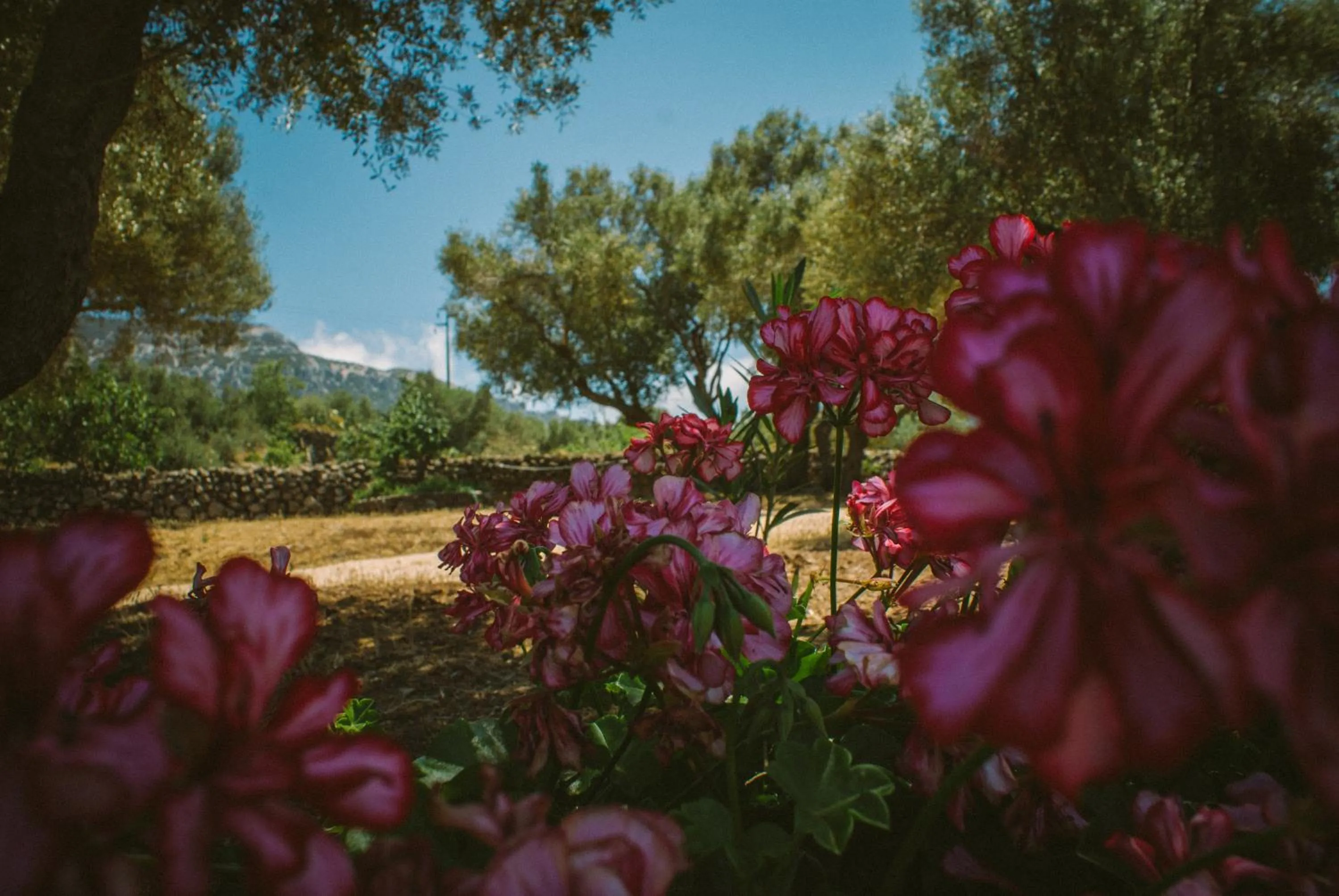 Patio in Hotel Barbagia