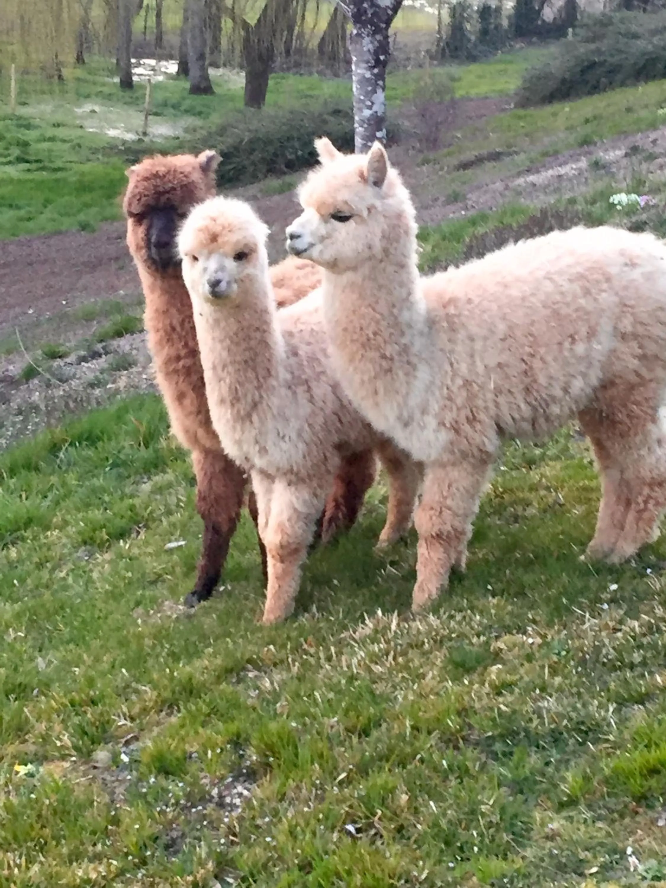 Other in Logis Hostellerie la Chaumière