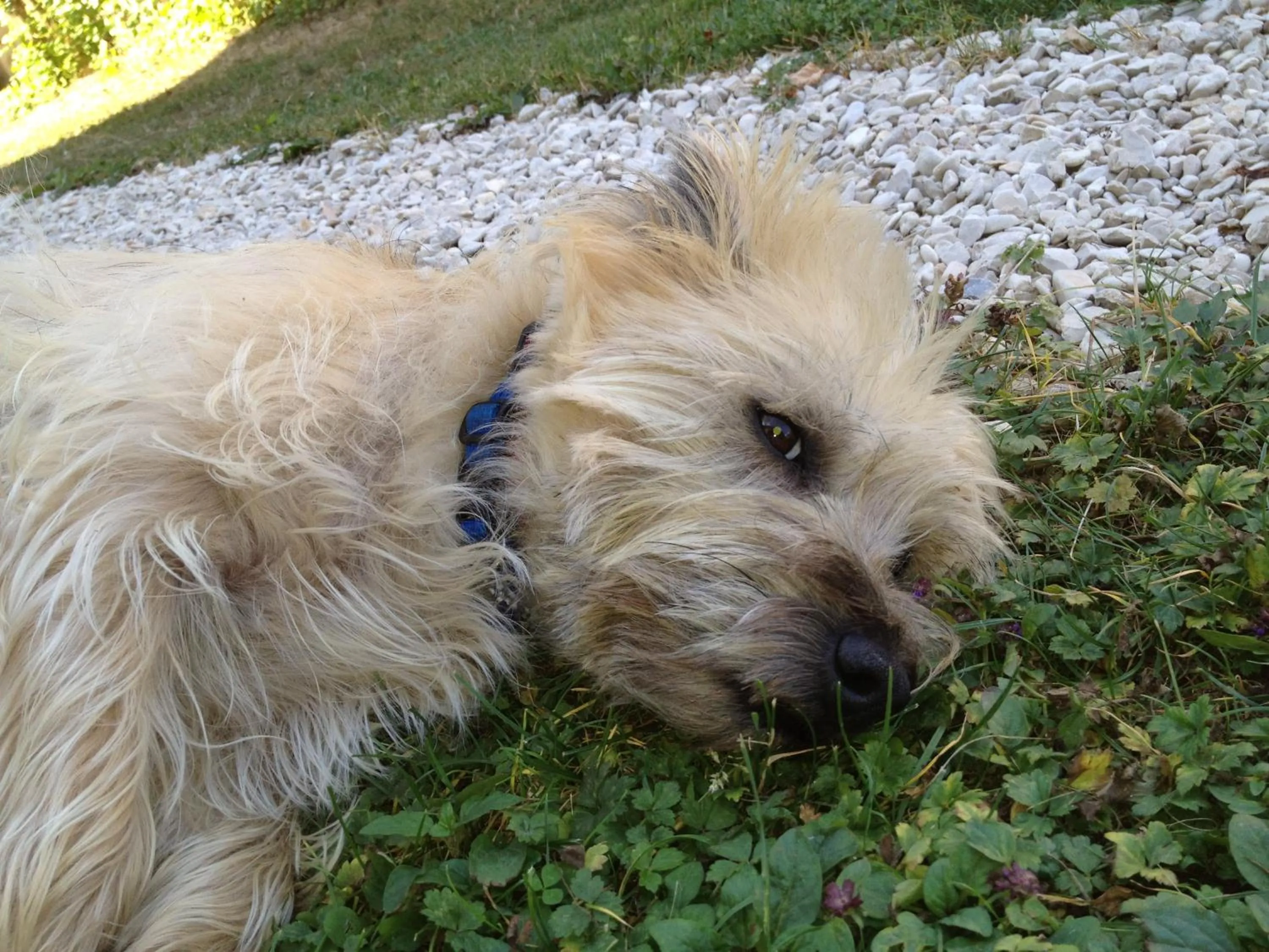 Animals in Logis Hostellerie la Chaumière