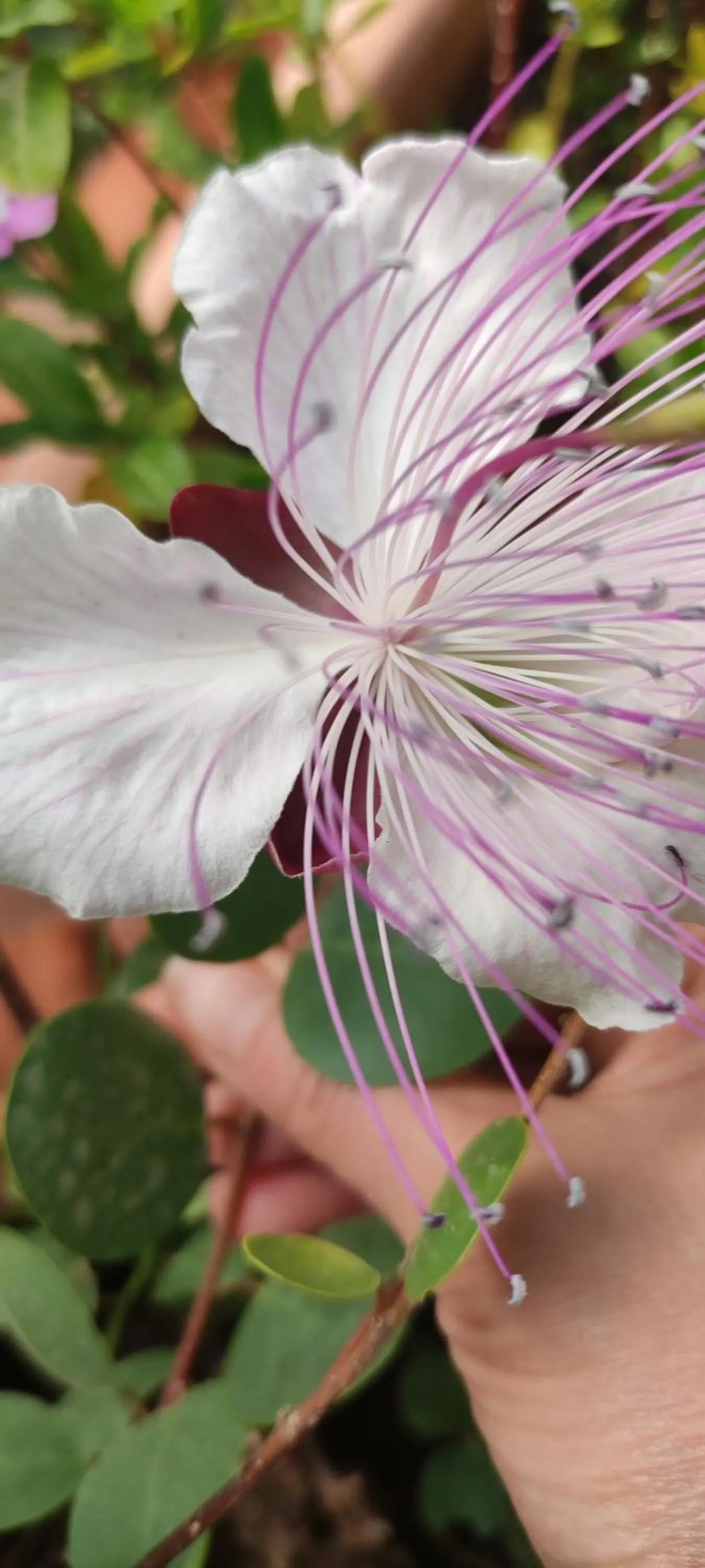 La Collina Capo d'Orlando