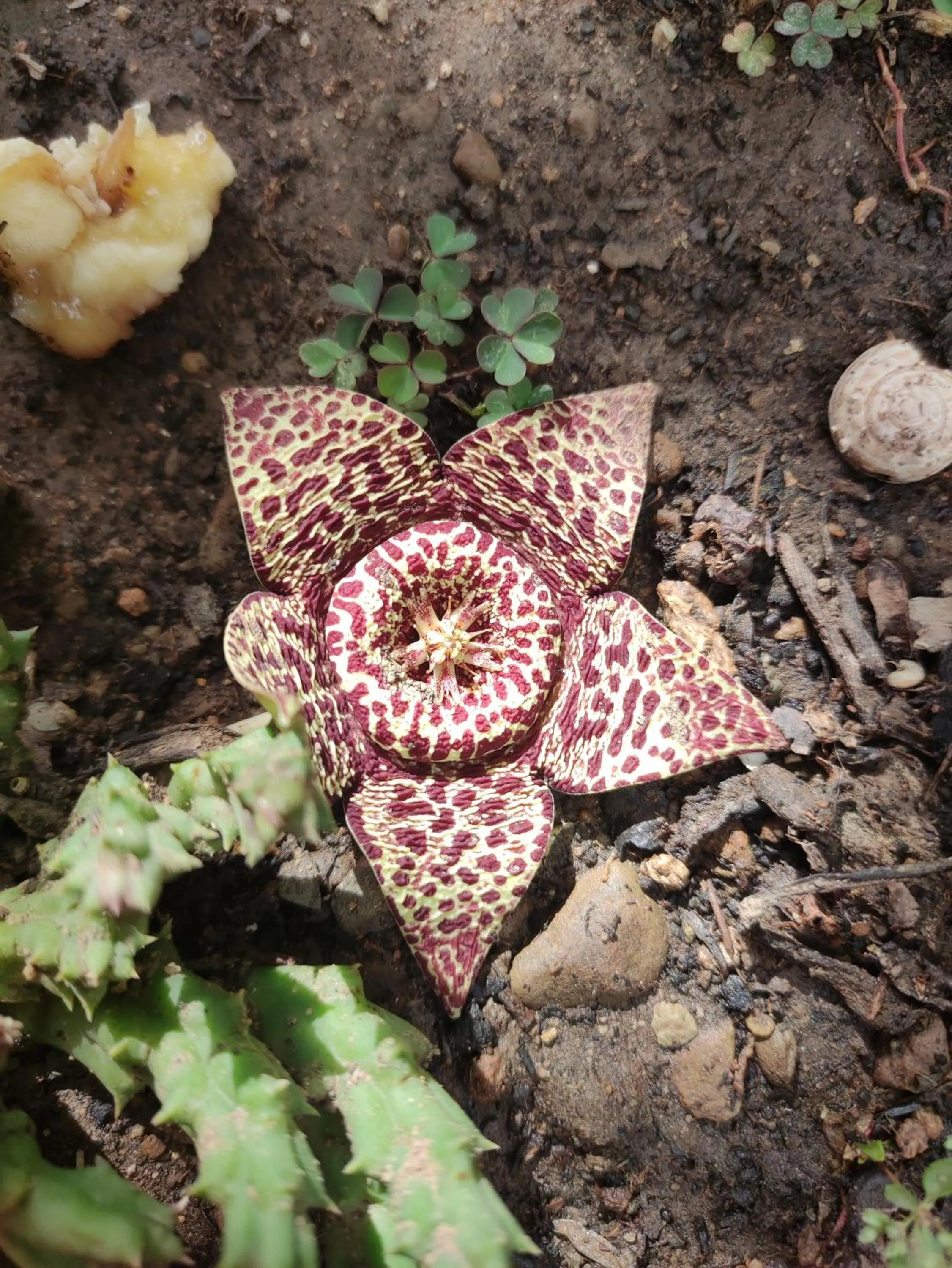 La Collina Capo d'Orlando