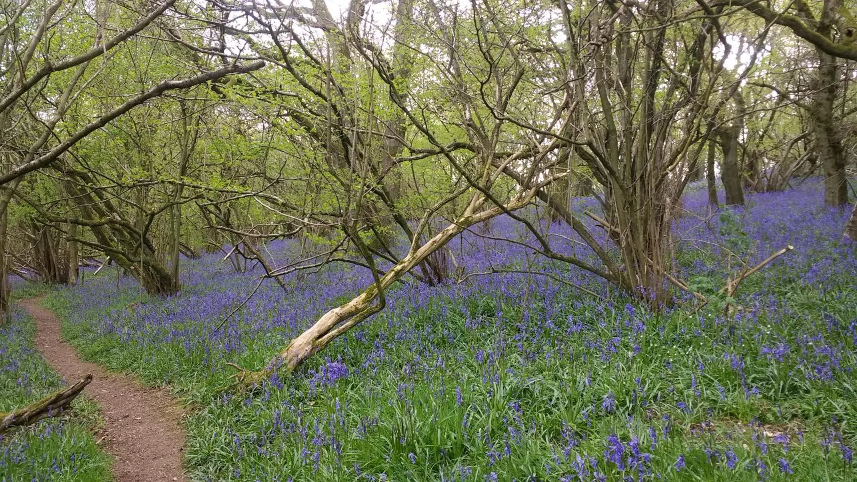 Natural landscape in Hazler Lodge guest house