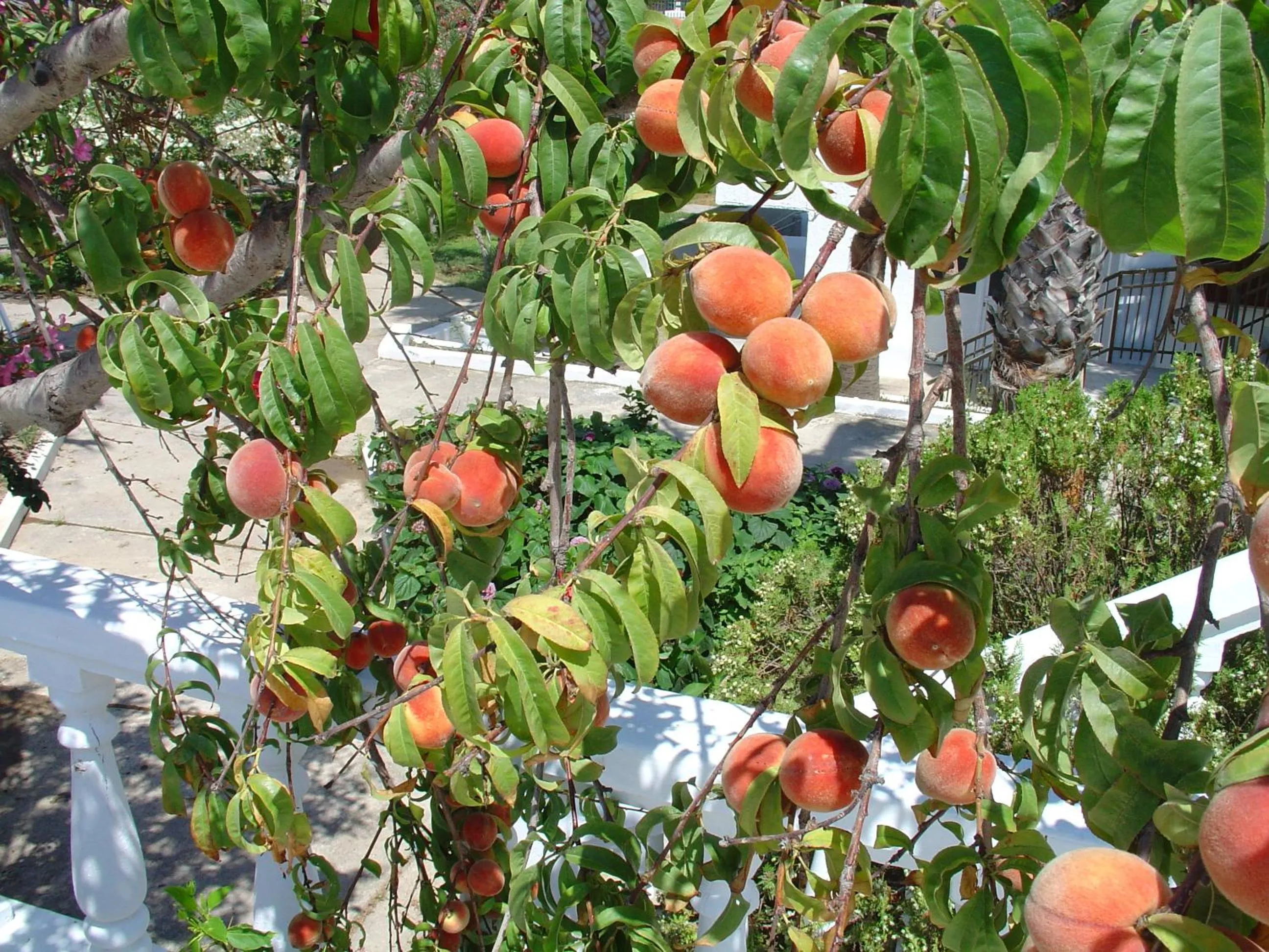 Garden in Cosmopolitan Hotel
