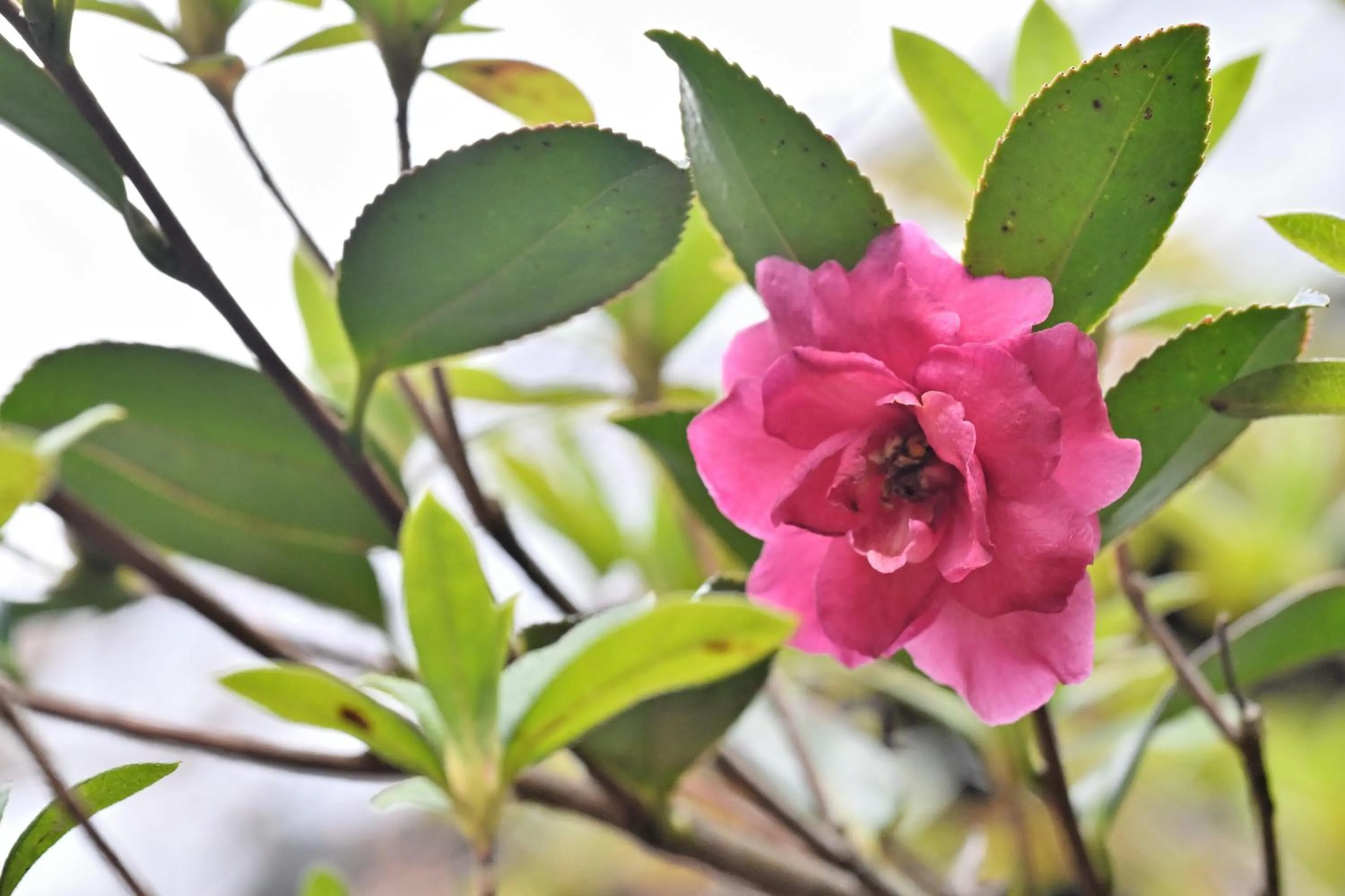 Garden in Shikinosato Hanamura