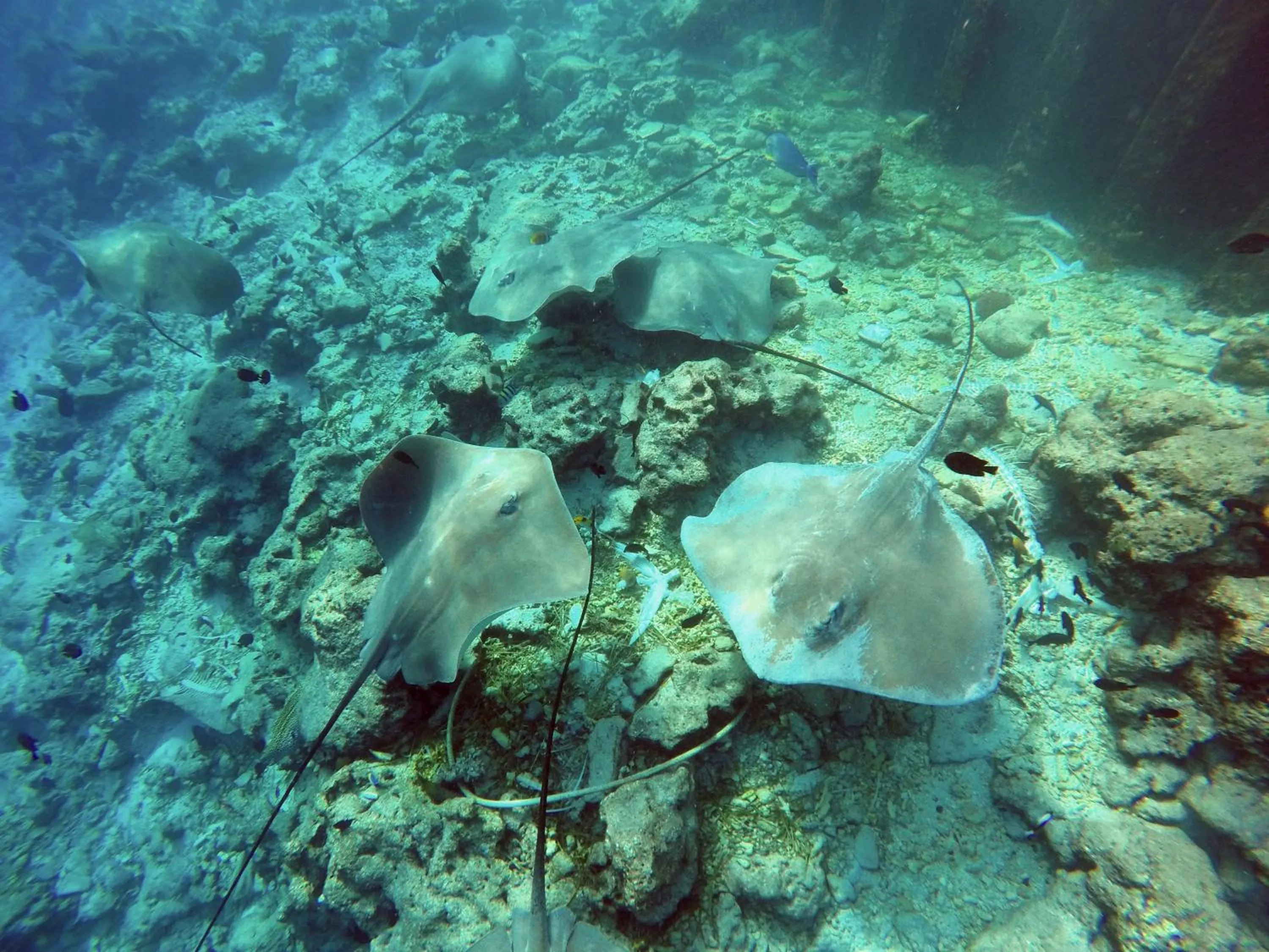 Turquoise Residence by UI