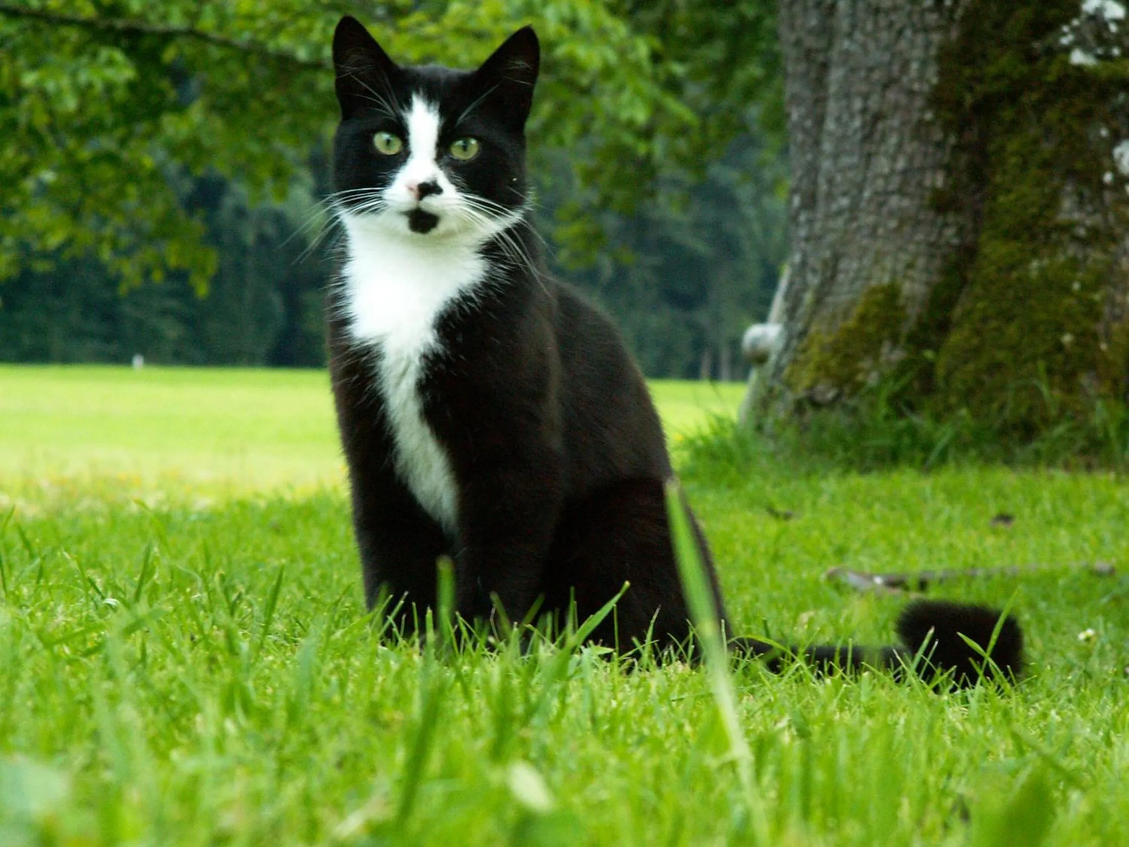 Pets in Ferienhof HINTERSTRASSER