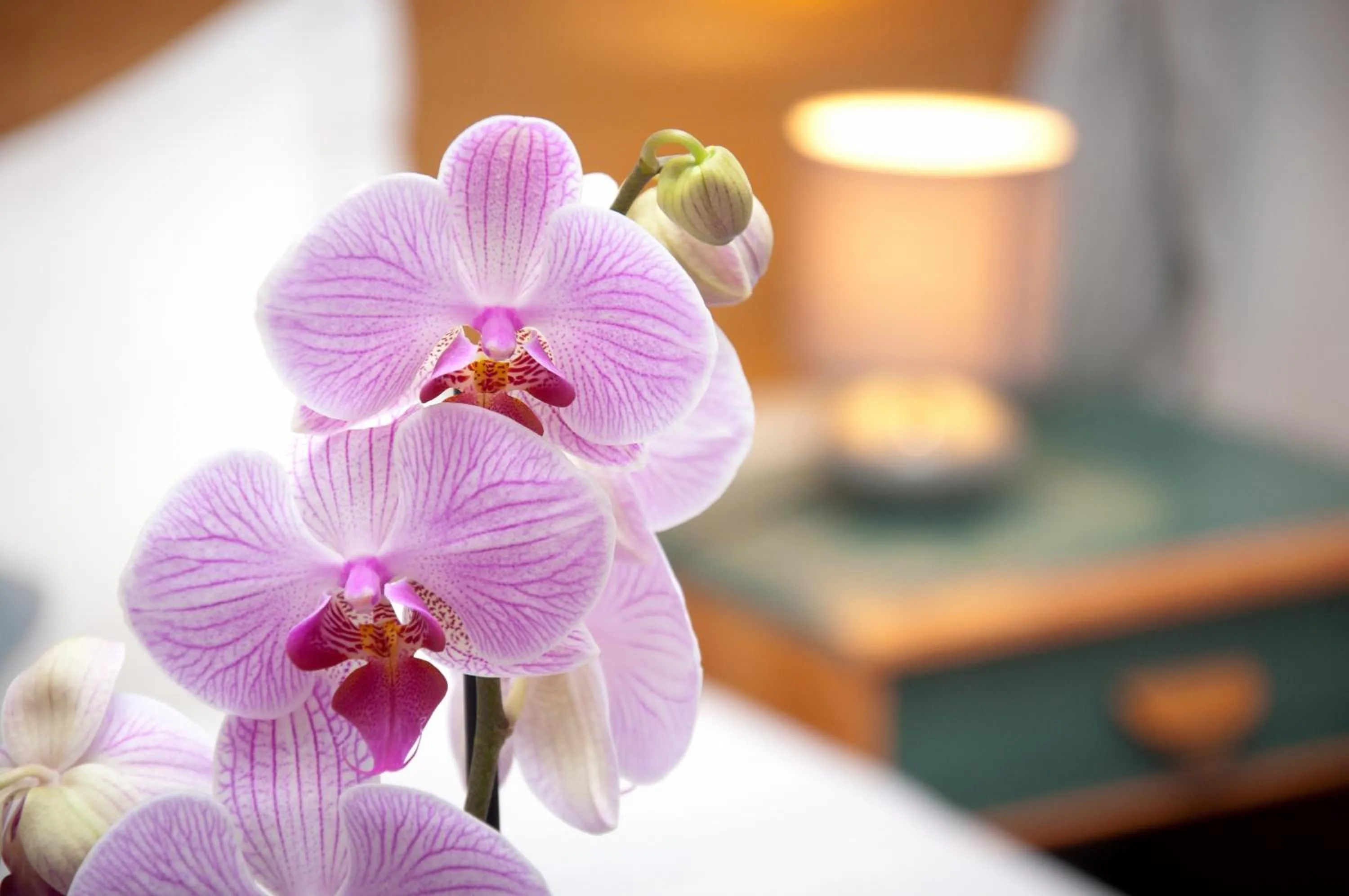 Decorative detail in Castel De Siam