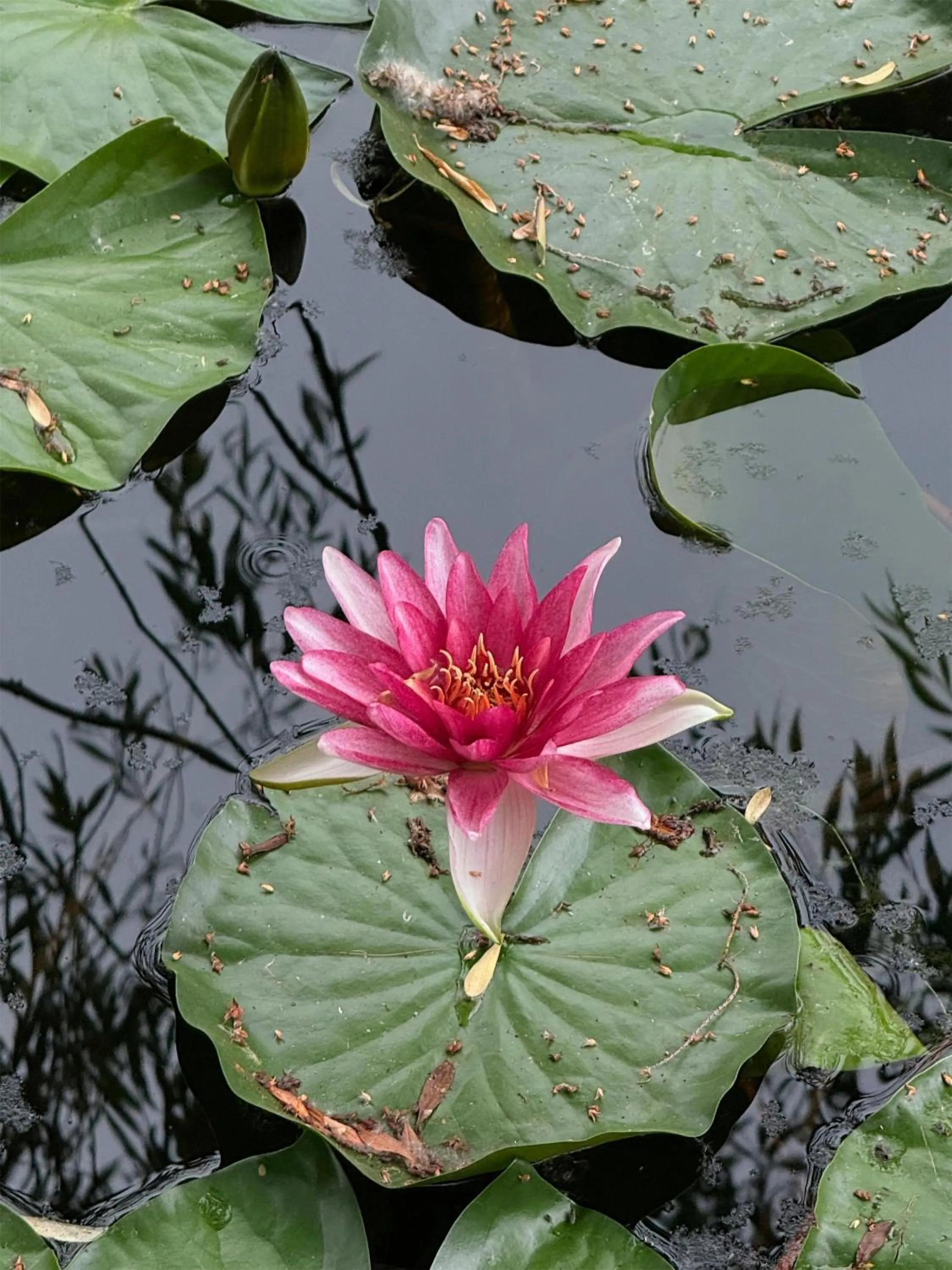 Nearby landmark in Radisson Blu Gautrain Hotel, Sandton Johannesburg