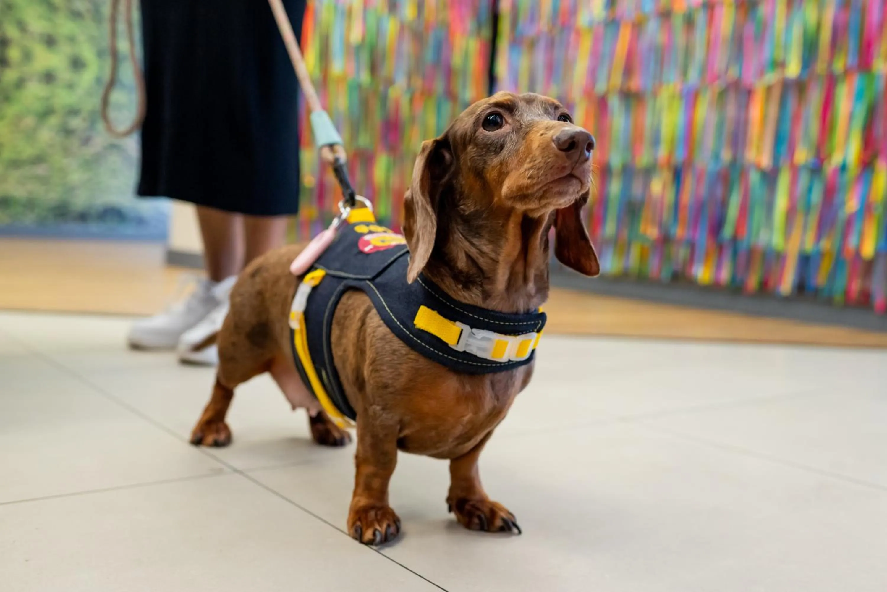 Pets in ibis Styles Belem Nazare