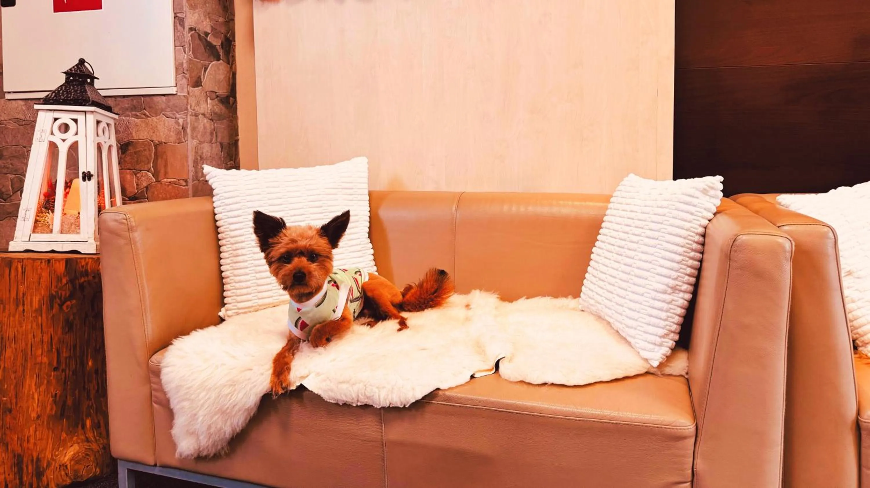 Animals in Hotel CROCUS