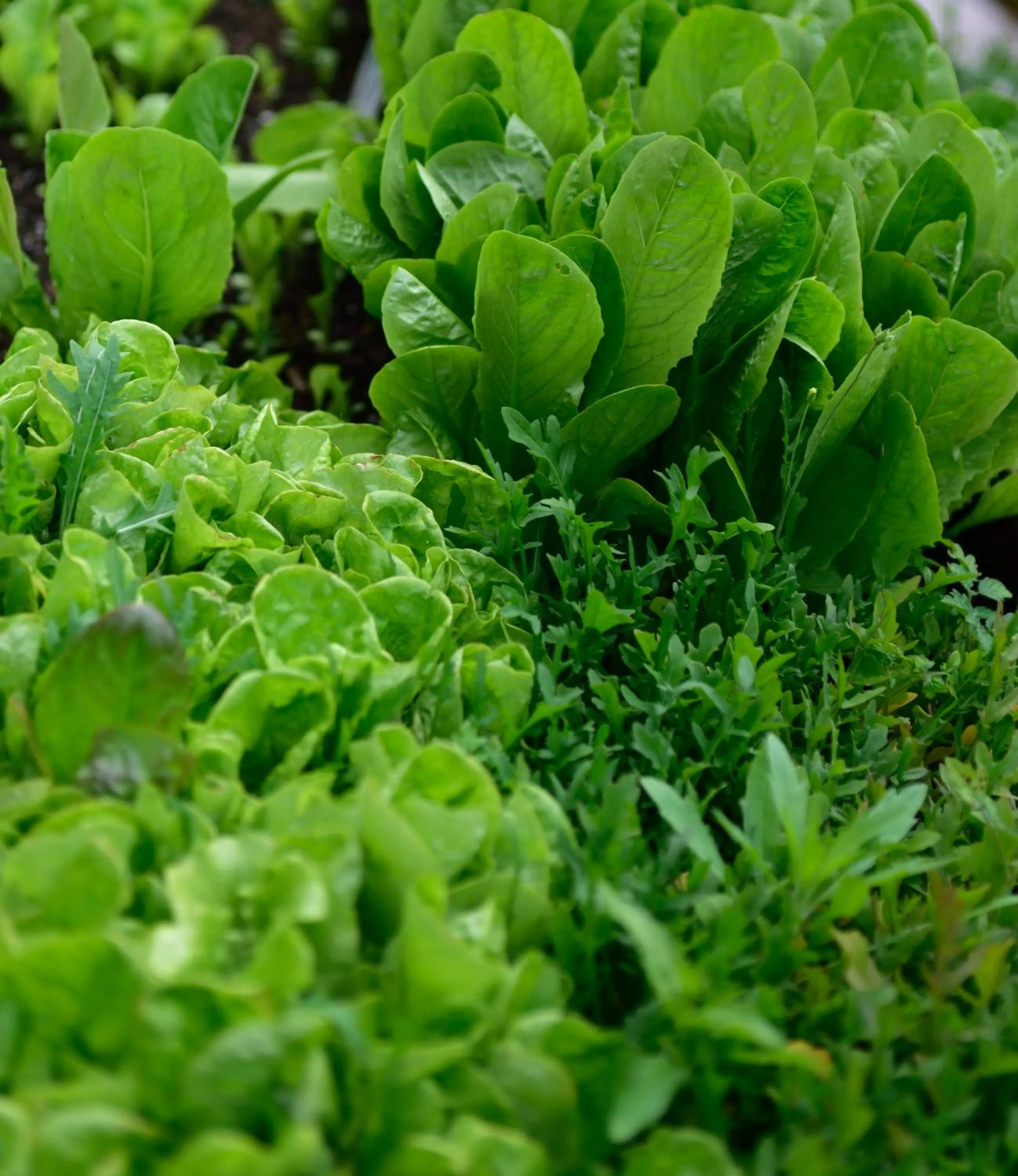Garden in The Rockwell-Harrison Guest Lodge