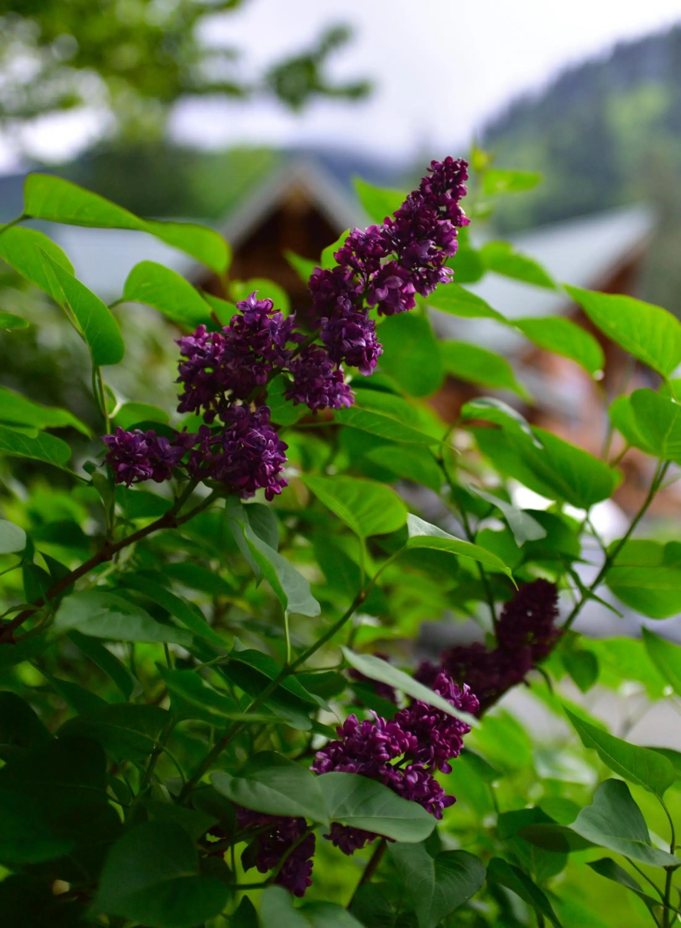 Property building in The Rockwell-Harrison Guest Lodge