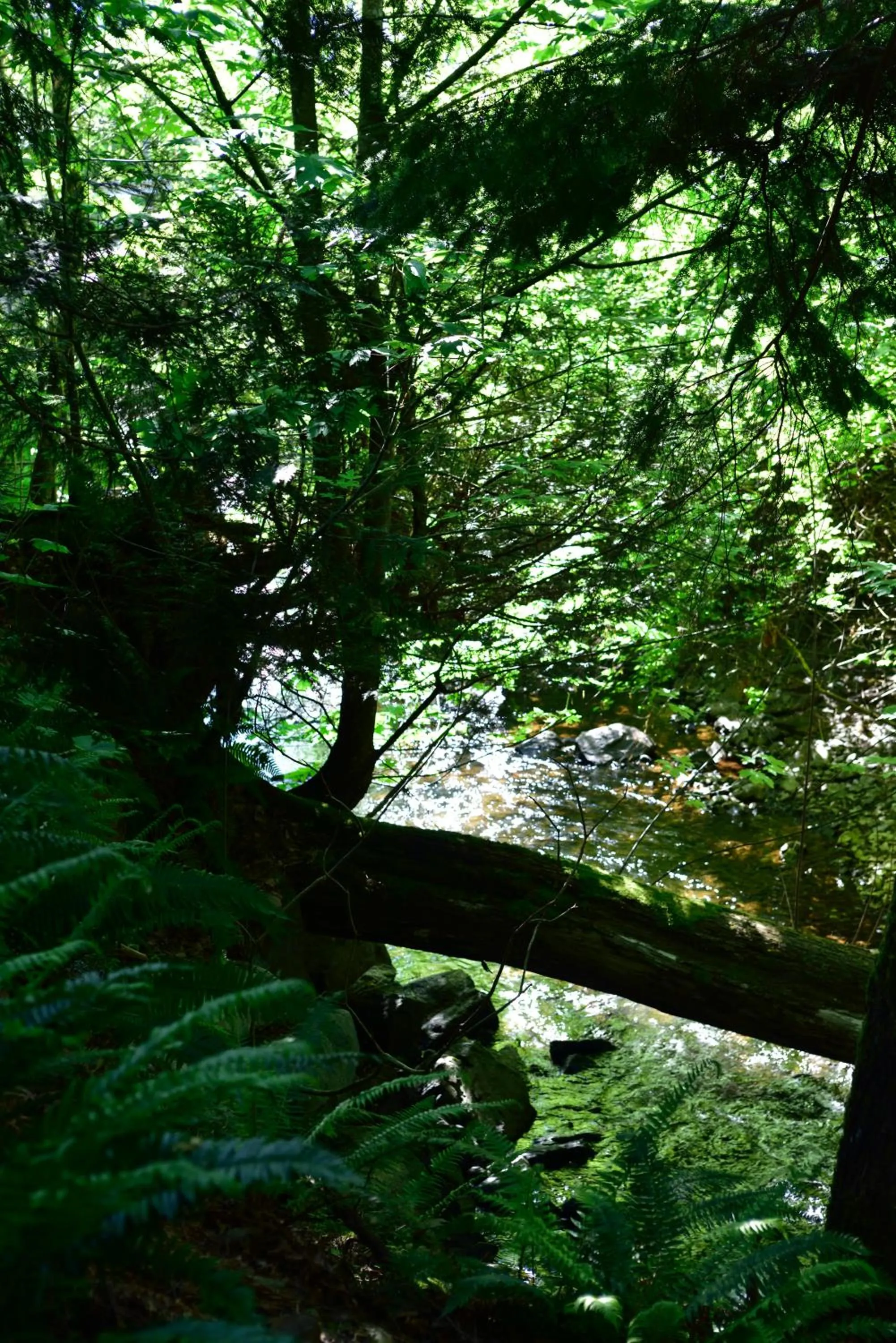 Garden in The Rockwell-Harrison Guest Lodge