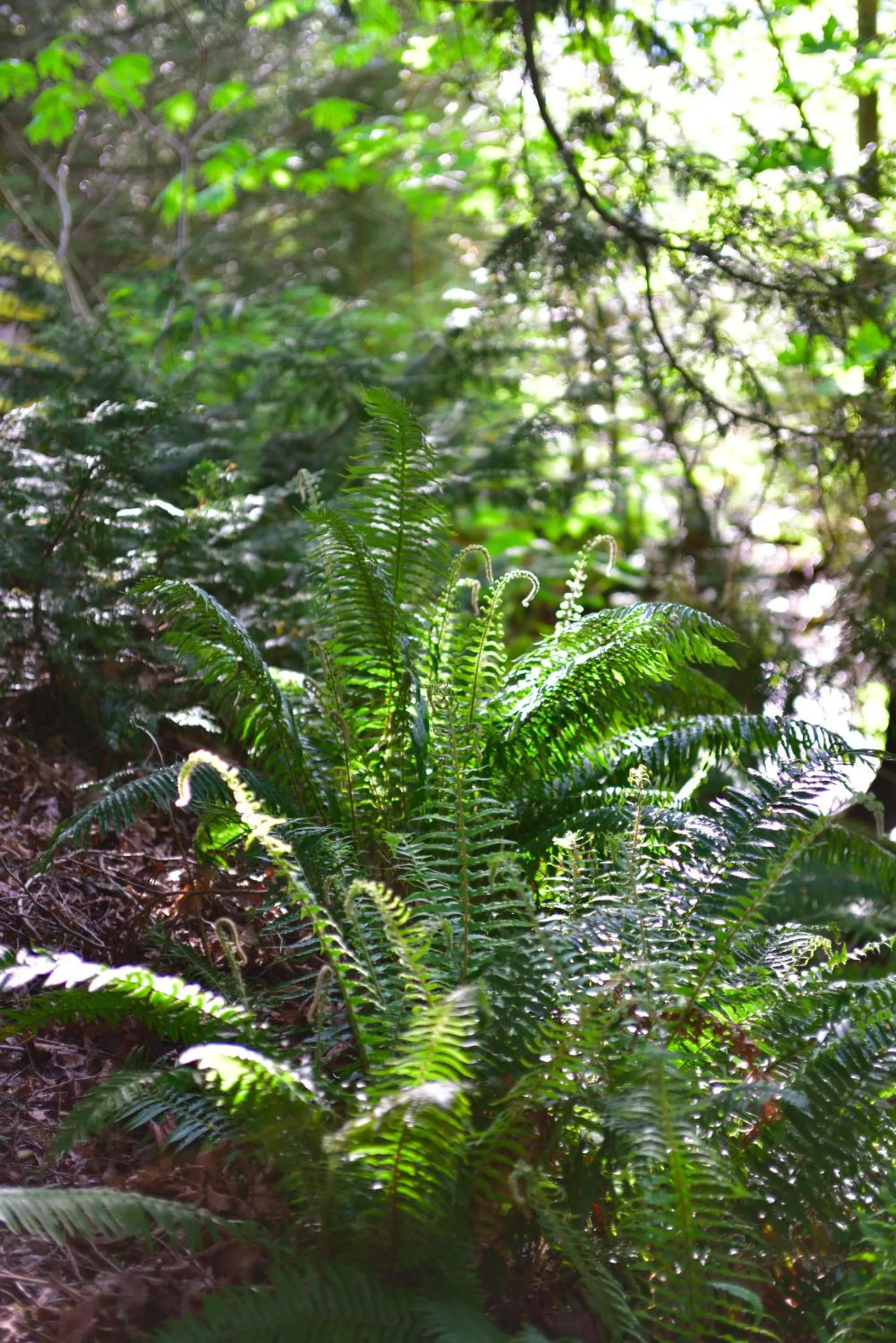 Spring in The Rockwell-Harrison Guest Lodge