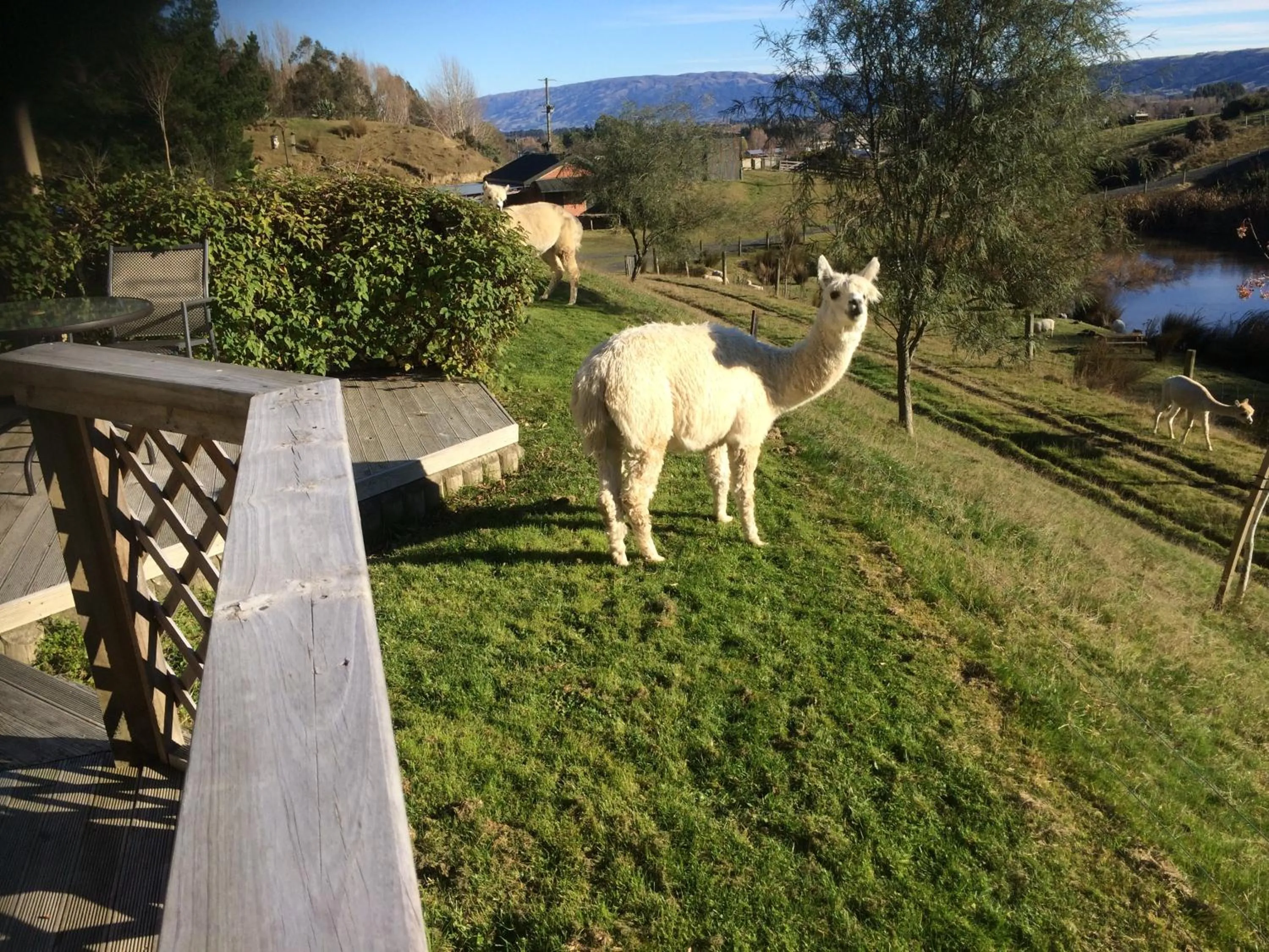 Pets in Hunters Moon