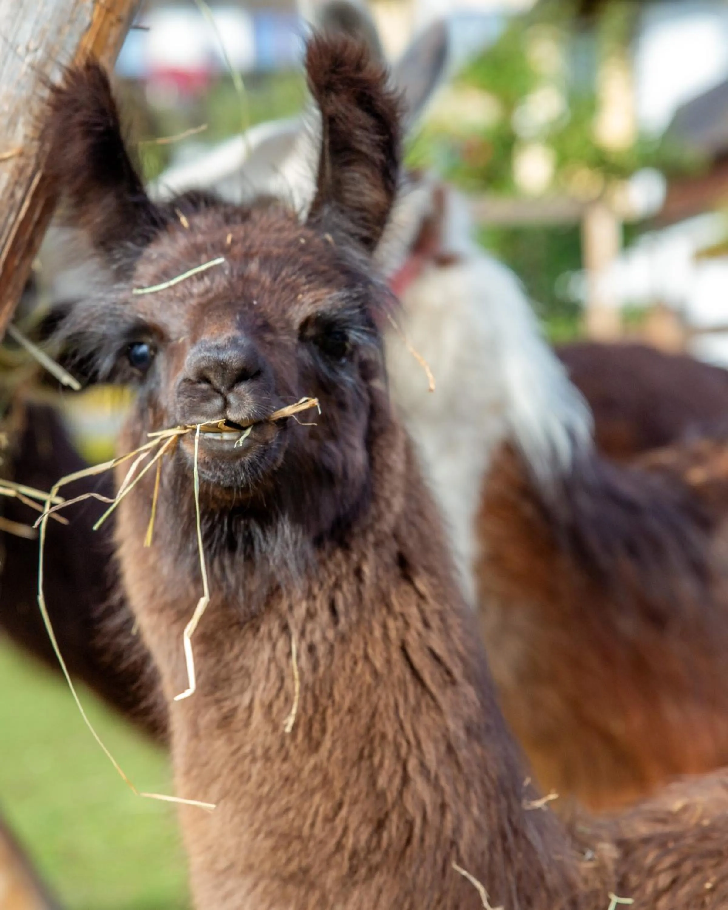 Garden in Appartement- und Wellnesshotel Charlotte - 3 Sterne Superior