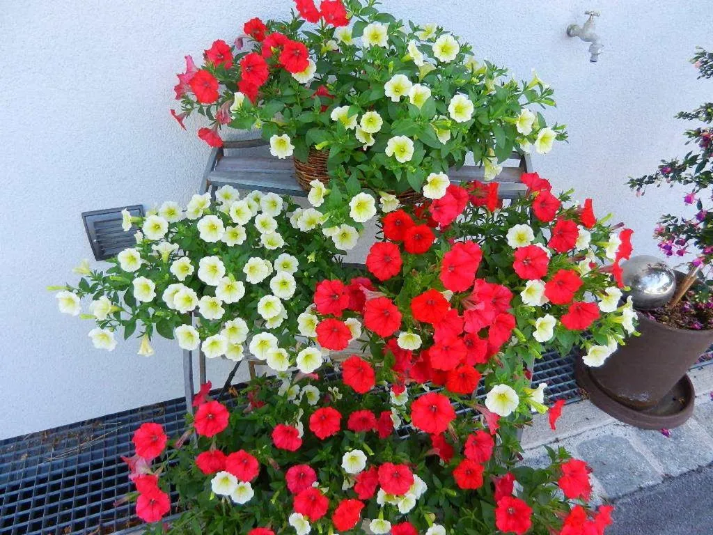 Other in Pension Apartment Hödner