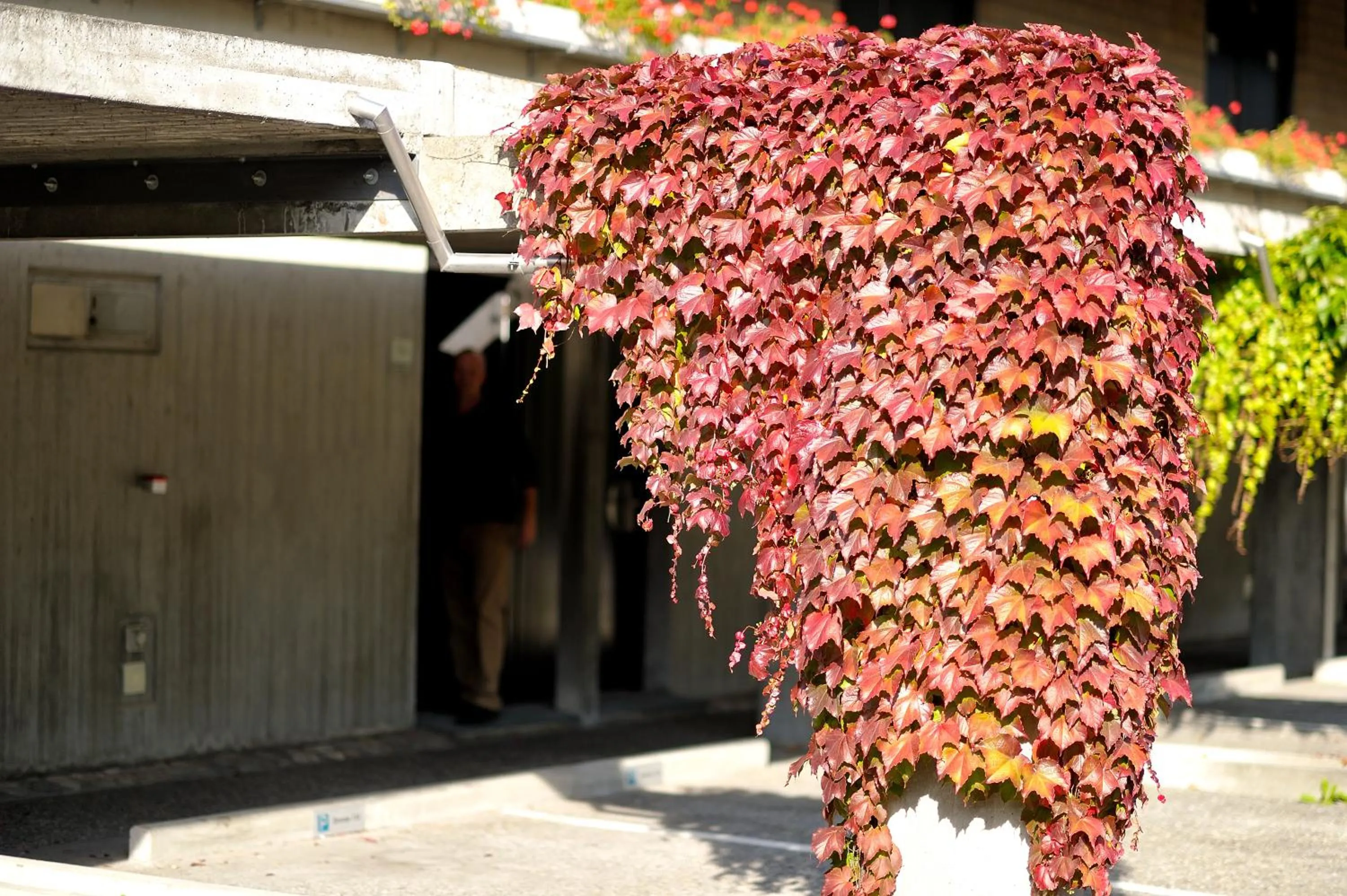 Facade/entrance in Hotel Sommerau