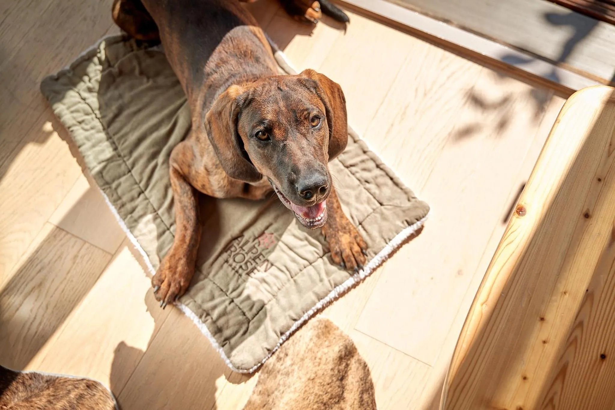 Photo of the whole room in Aktiv & Spa Hotel Alpenrose