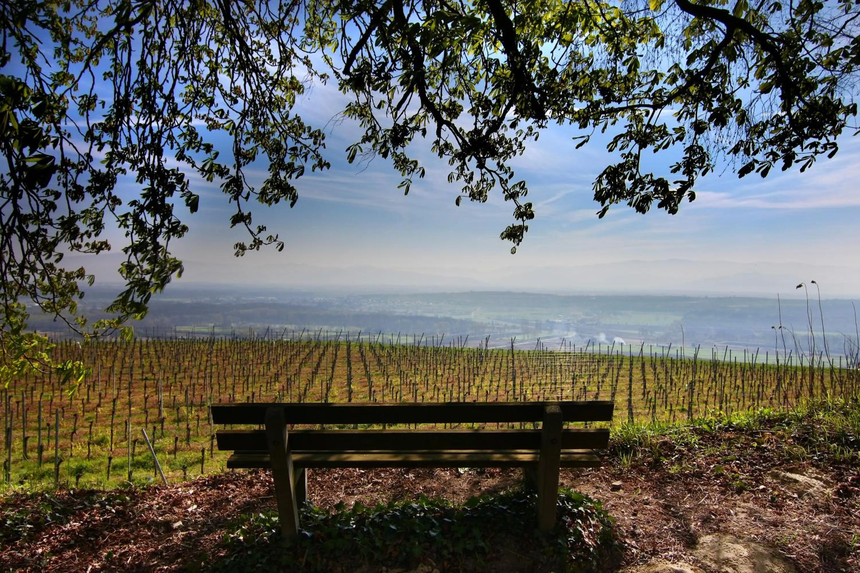 Area and facilities in Kreuz-Post Hotel-Restaurant-SPA