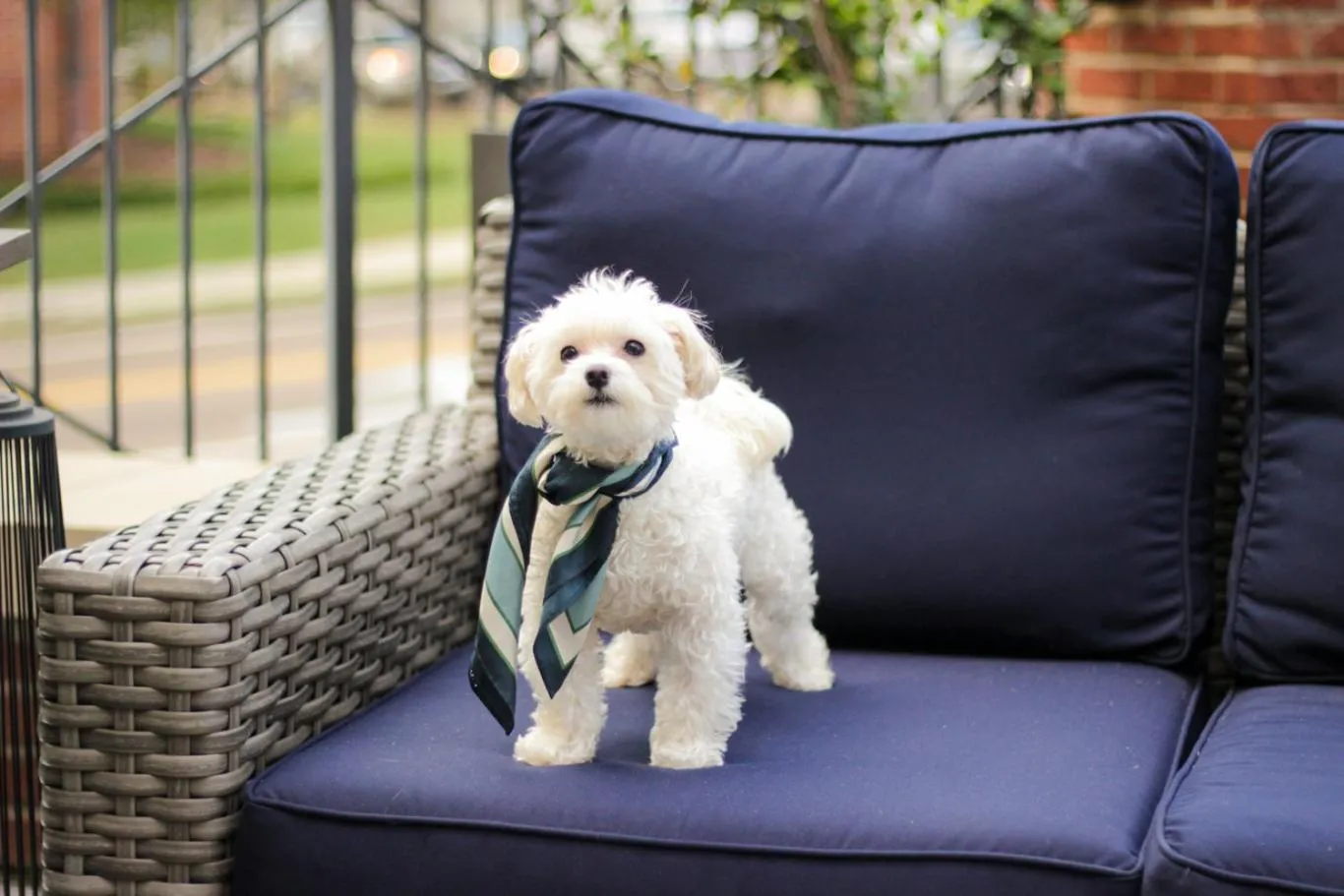 Pets in The Oliver, Oxford