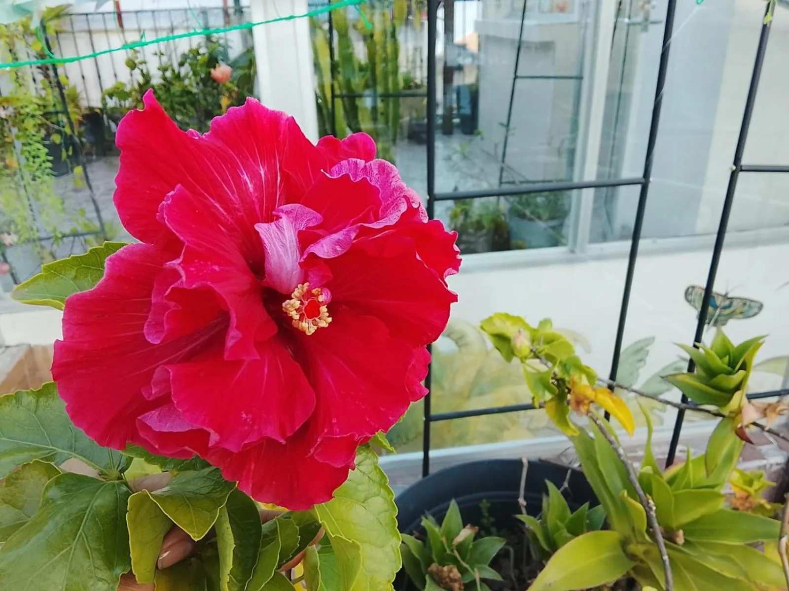 Grann Posada Xilitla