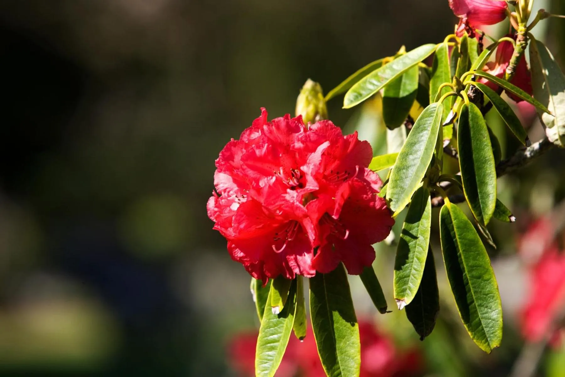 Garden view in Ratanui Villas