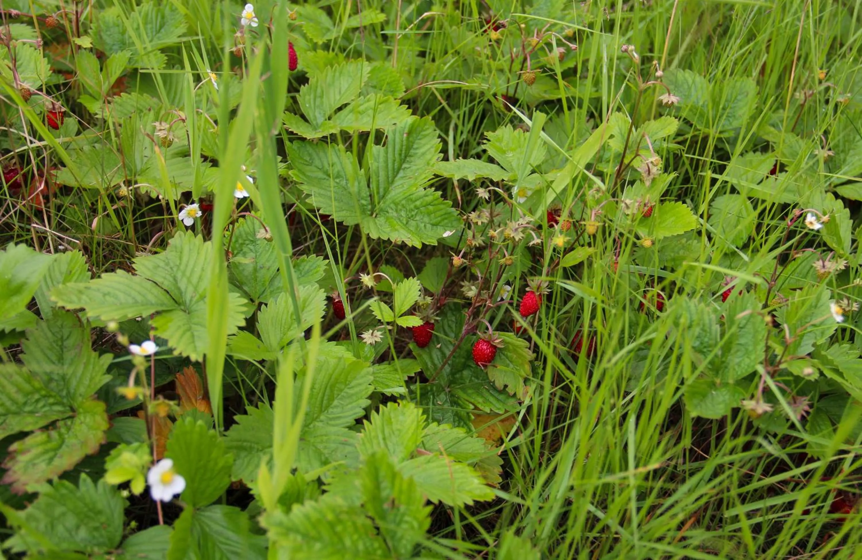 Natural landscape in Ansgar Summerhotel
