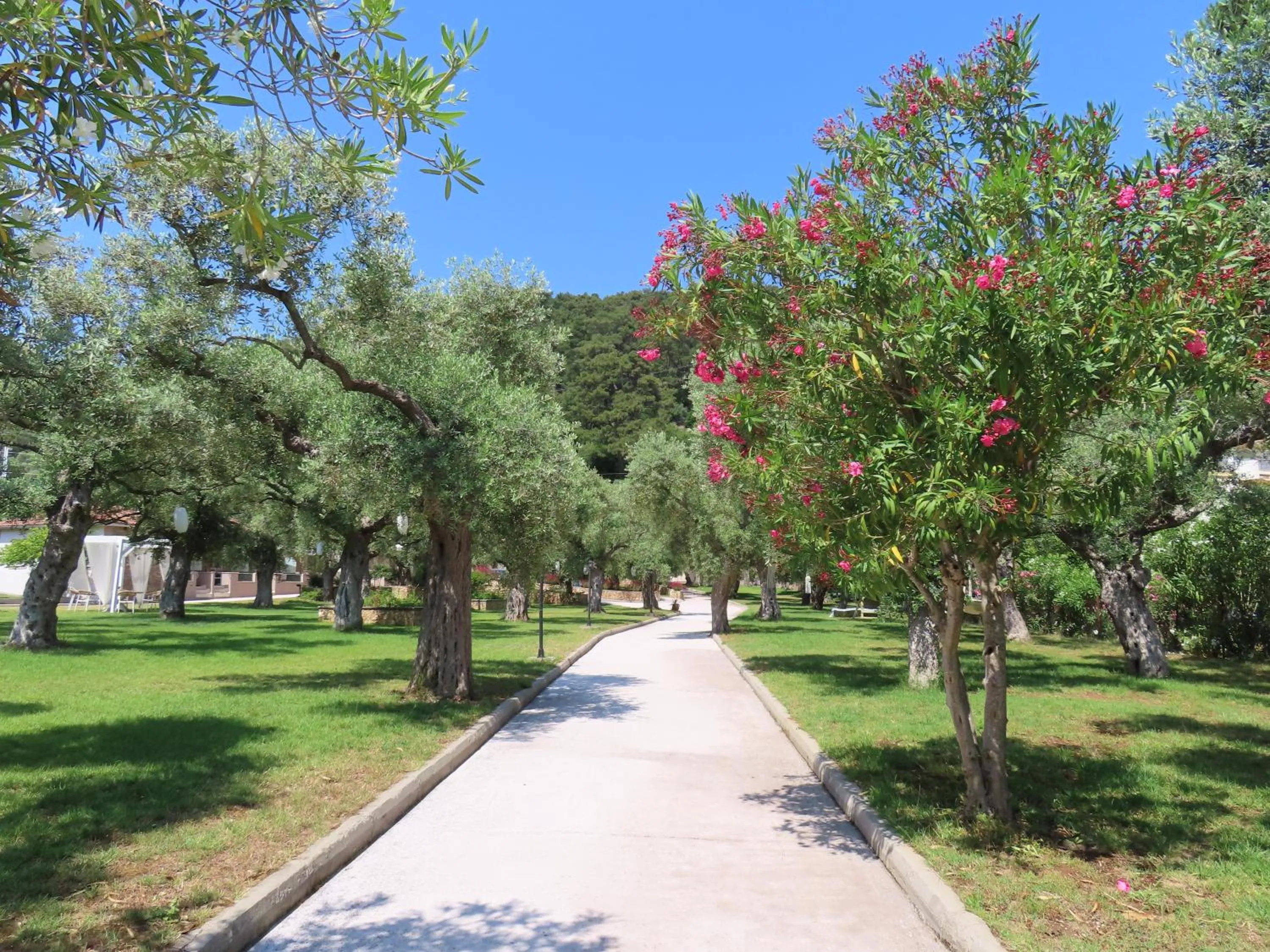 Garden in Aroma Beach Bungalows