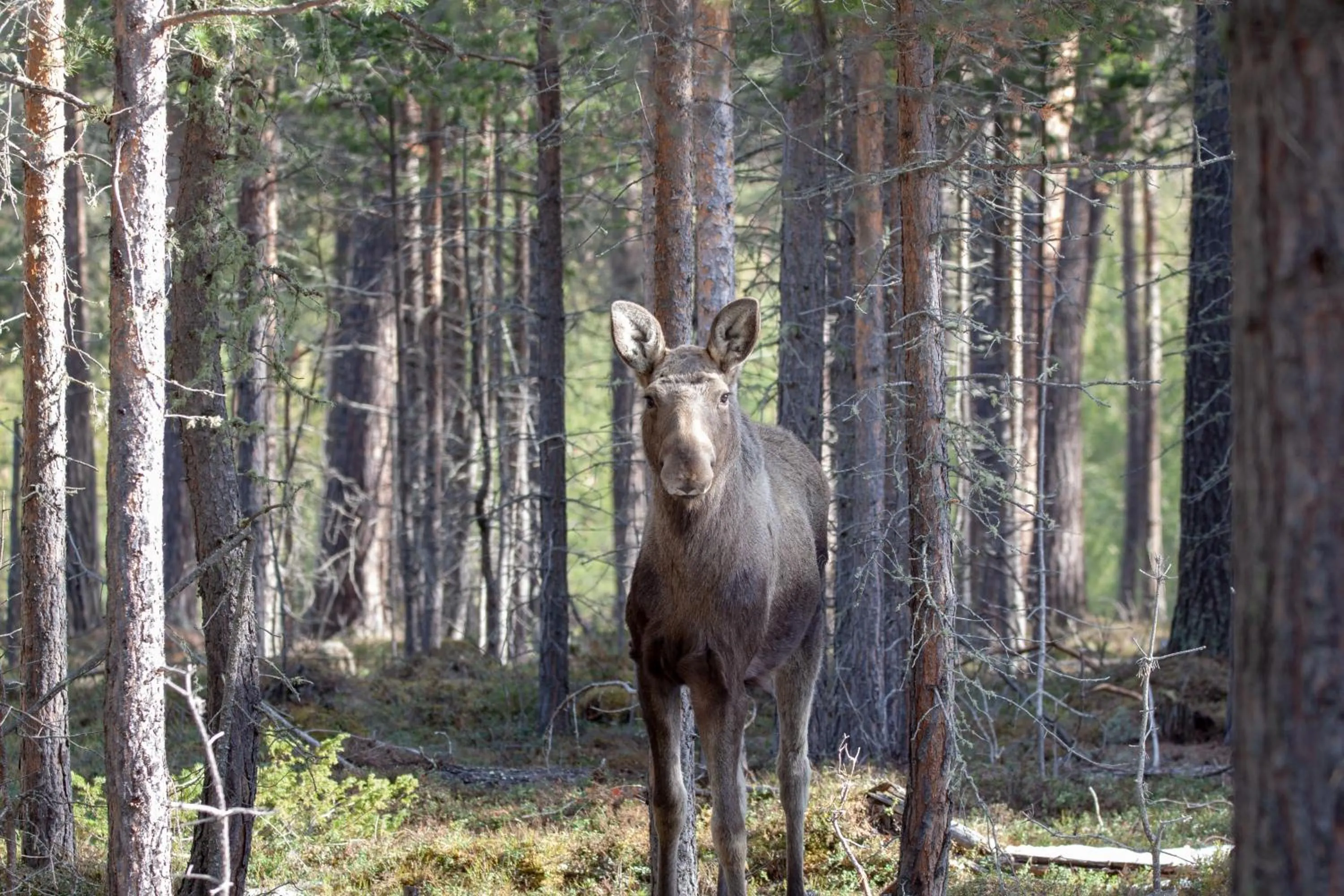 Off site in Trolltun Hotel & Hytter