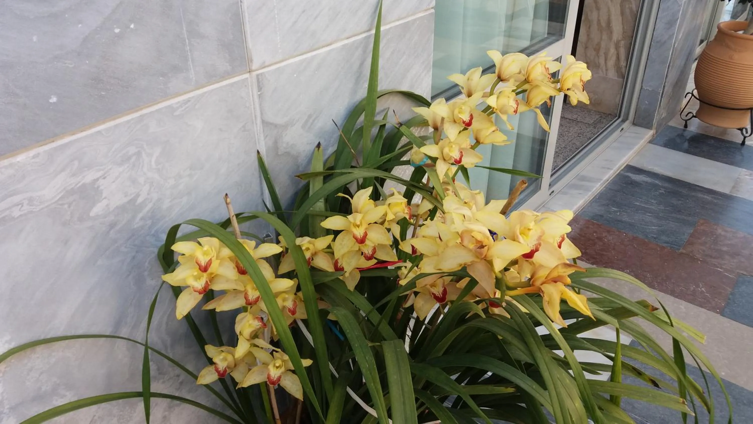 Garden in Paritsa Hotel